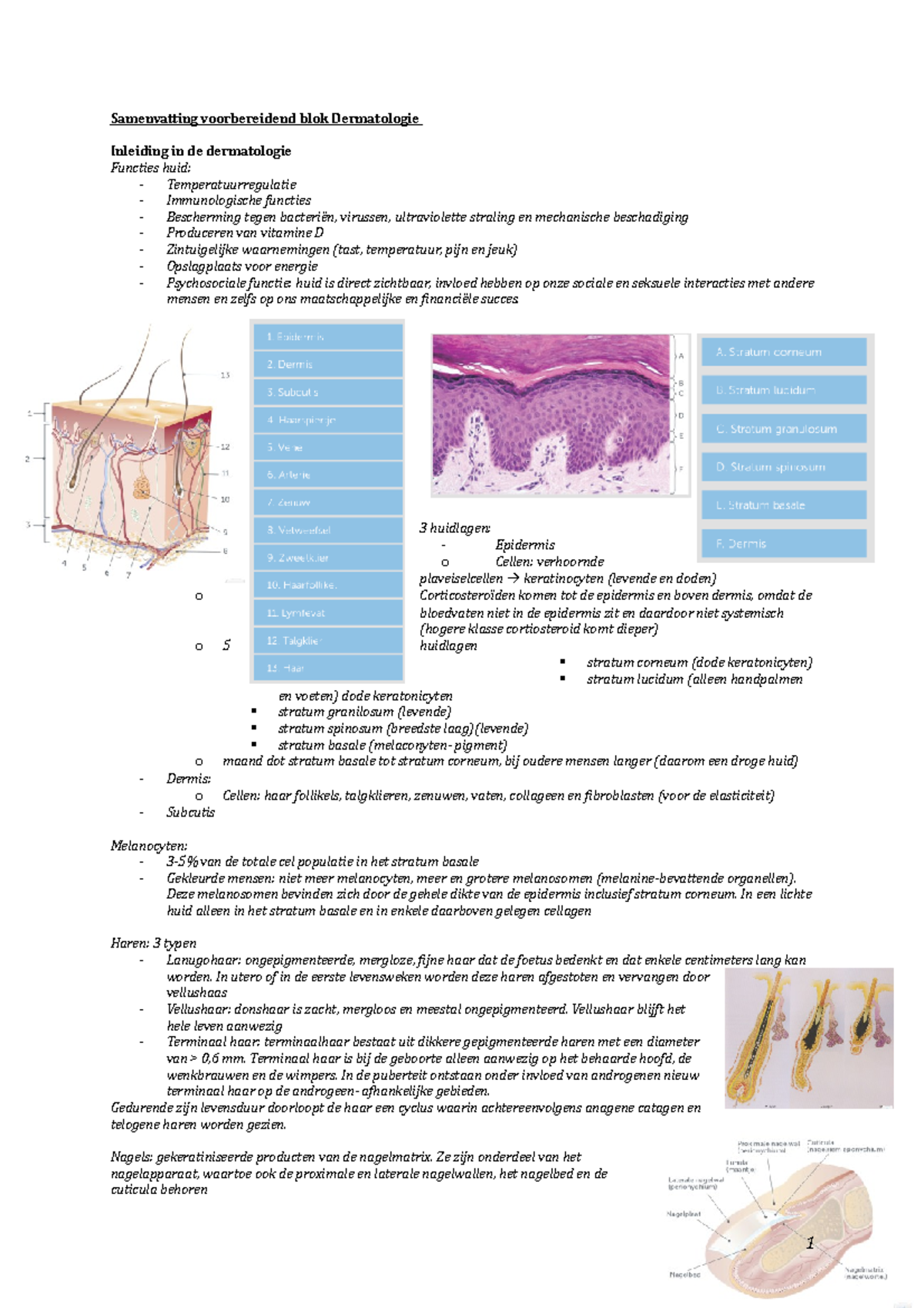 Samenvatting Dermatologie - Samenvatting Voorbereidend Blok ...