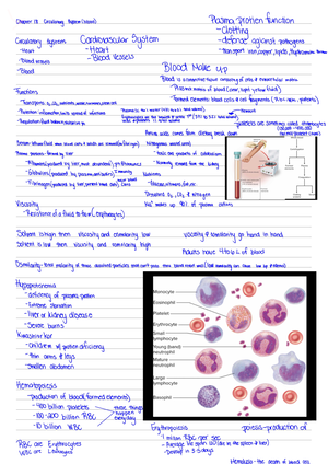 Anatomy of the heart - BIOL 3402 - Studocu