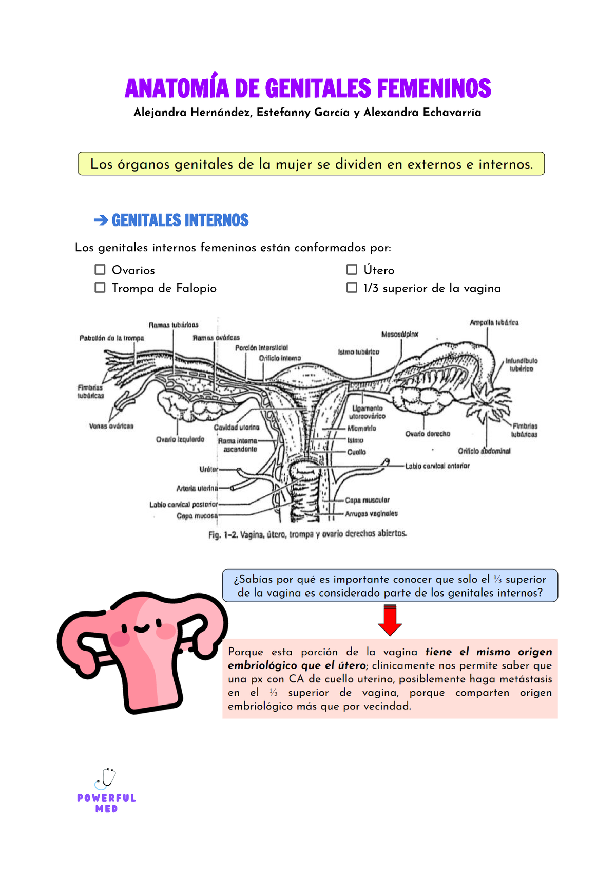 Clase 1 Anatomía De Genitales AnatomÍa De Genitales Femeninos Alejandra Hernández Estefanny 0165