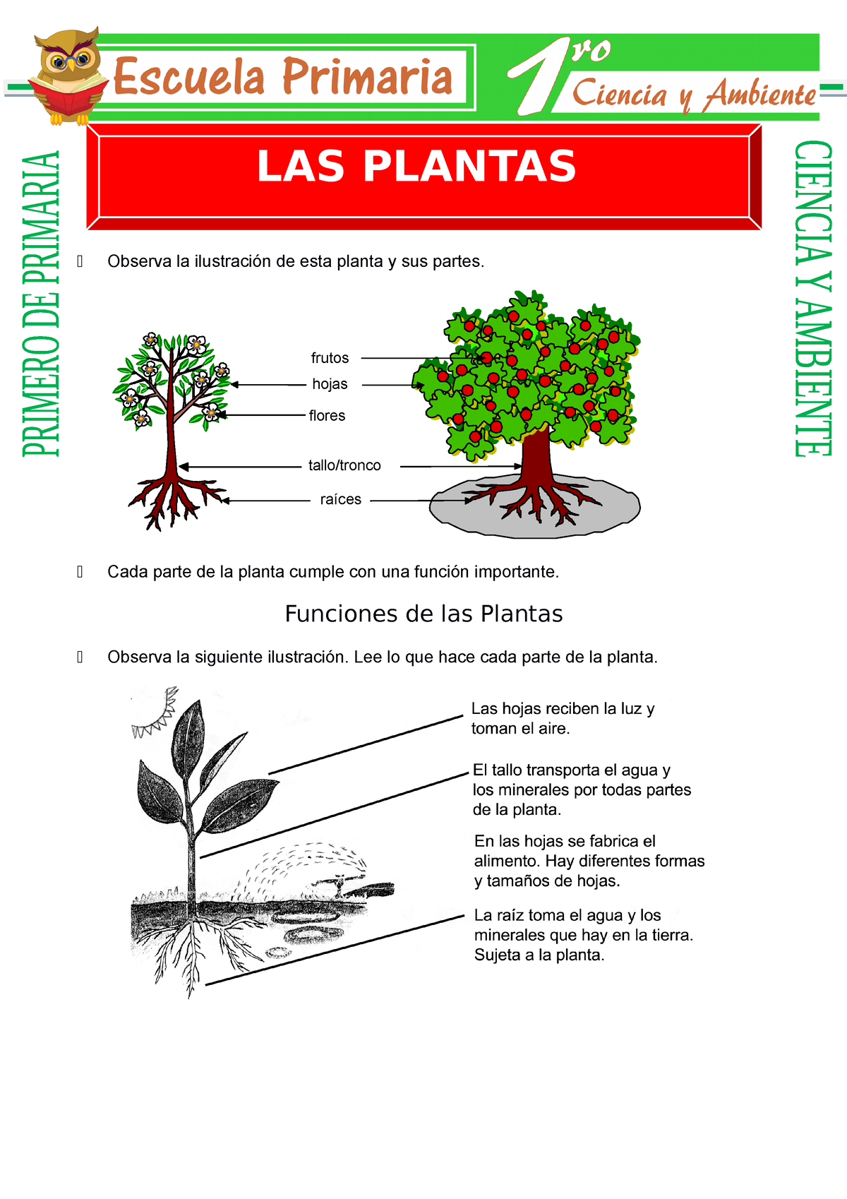 Las Plantas Para Primero De Primaria - Primero De Primaria Observa La ...