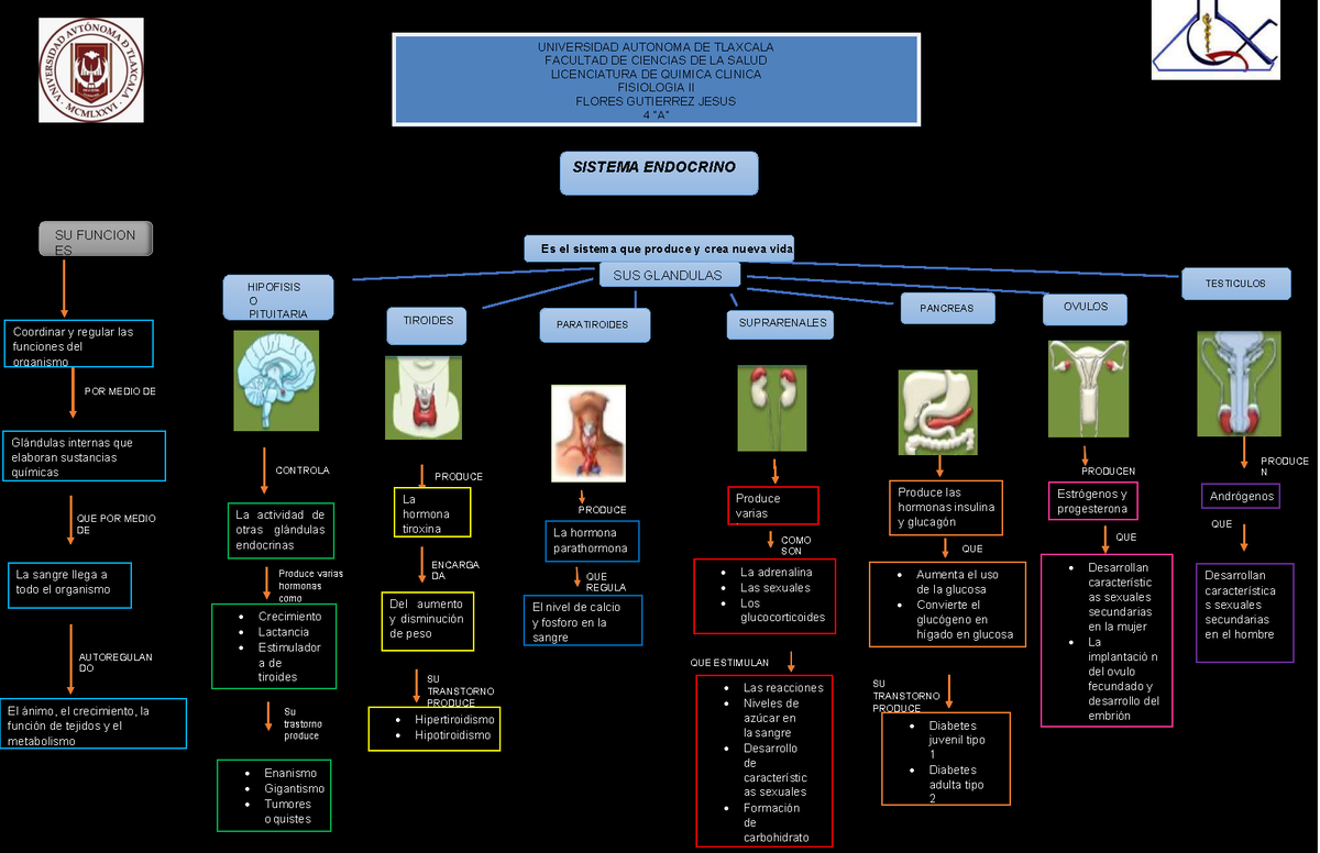 Mapa Mental De Las Glandulas Del Sistema Endocrino Sus Glandulas Son