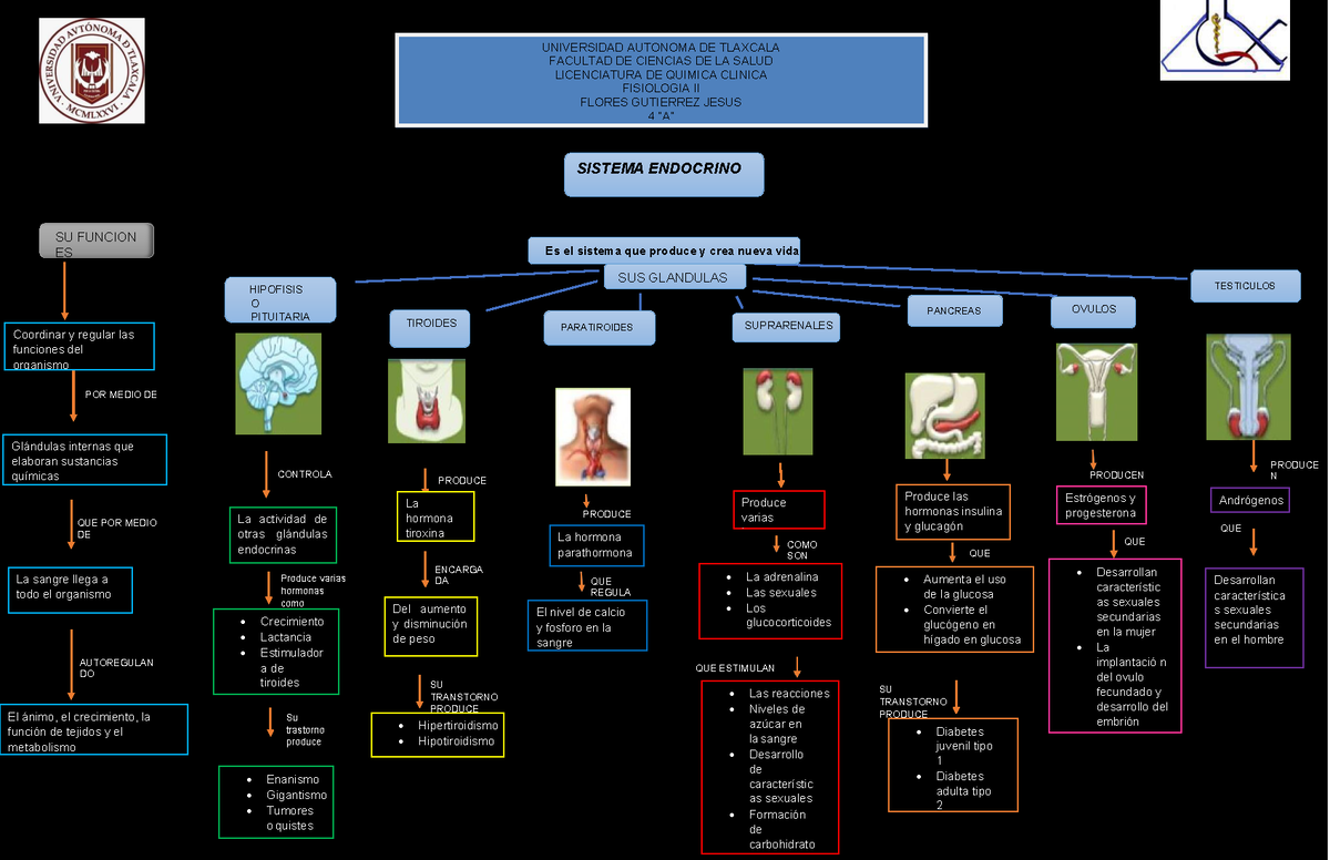 Mapa mental de las glandulas del sistema endocrino - SUS GLANDULAS SON  TESTICULOS PANCREAS - Studocu