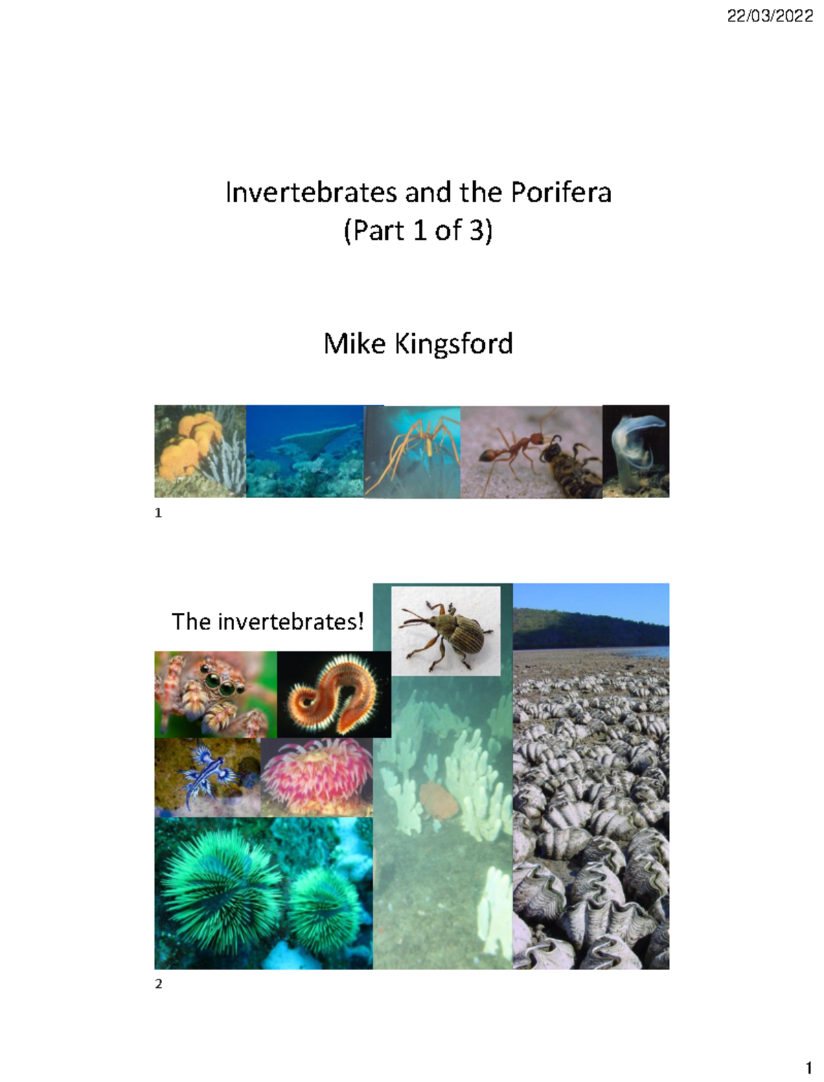 Invertebrates-Porifera (MK) - 2022 - Master - 1 The invertebrates ...