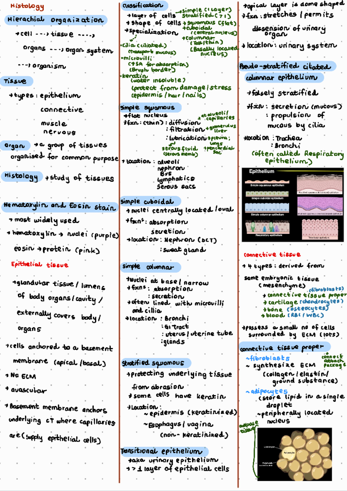 Anatomy Notes 240805 164231 - Histology classification simple (1 Layer ...
