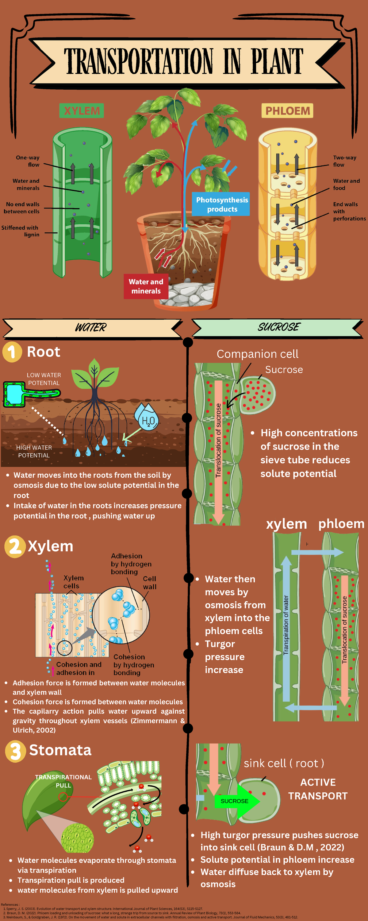 Infographic 2 - TRANSPORTATION IN PLANT WATER SUCROSE SUCROSE Root ...