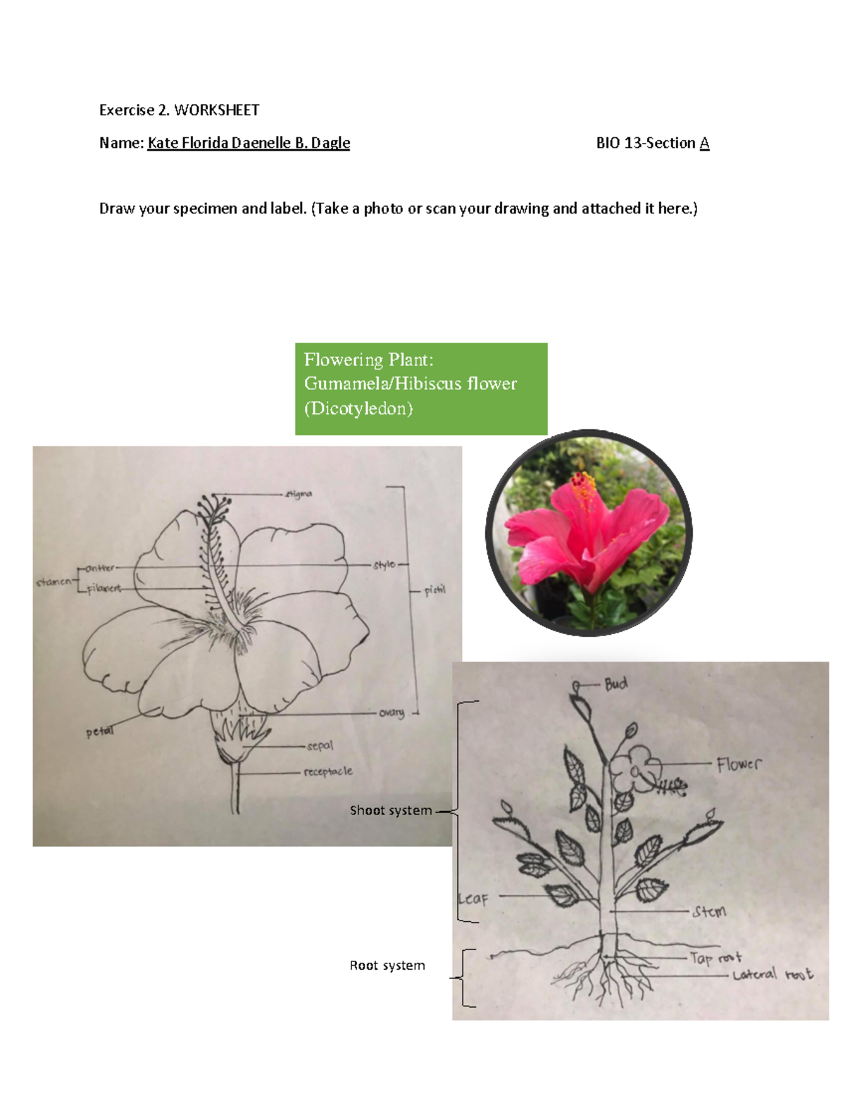 Exercise 2 Final - botany - Exercise 2. WORKSHEET Name: Kate Florida ...