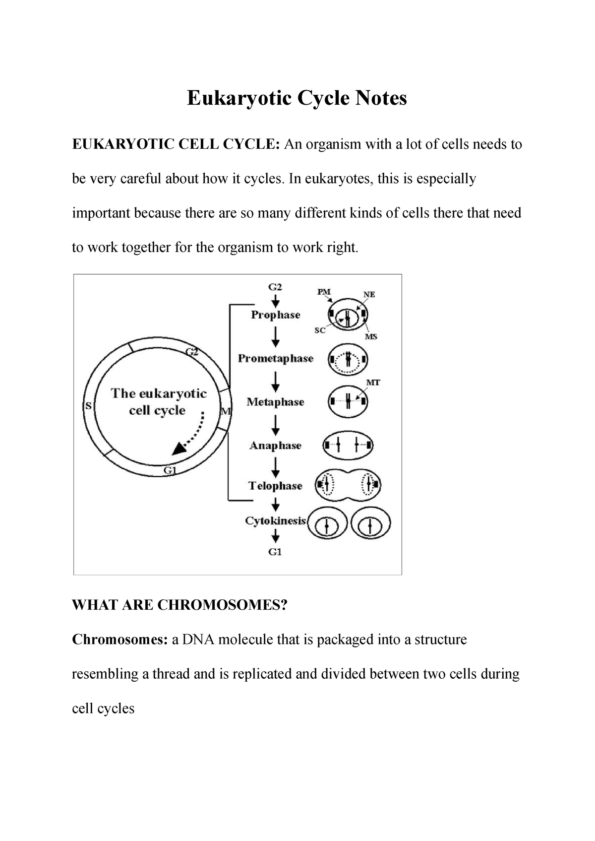 eukaryotic-cycle-notes-eukaryotic-cycle-notes-eukaryotic-cell-cycle