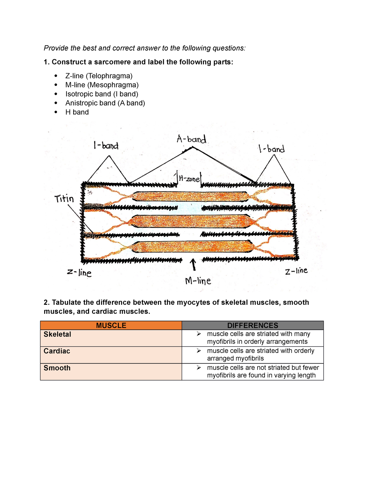 Muscle Tissues Activity - Provide The Best And Correct Answer To The ...