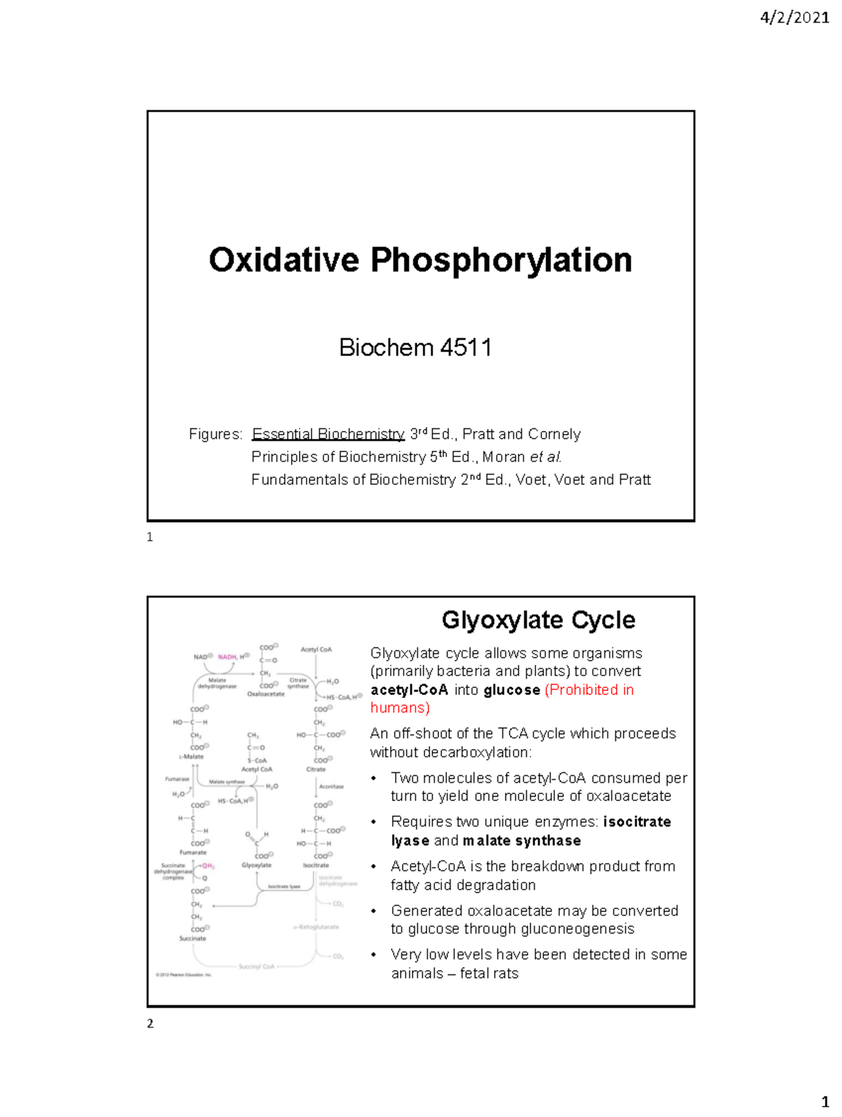 Chapter 14 Oxidative Phosphorylation Oxidative Phosphorylation
