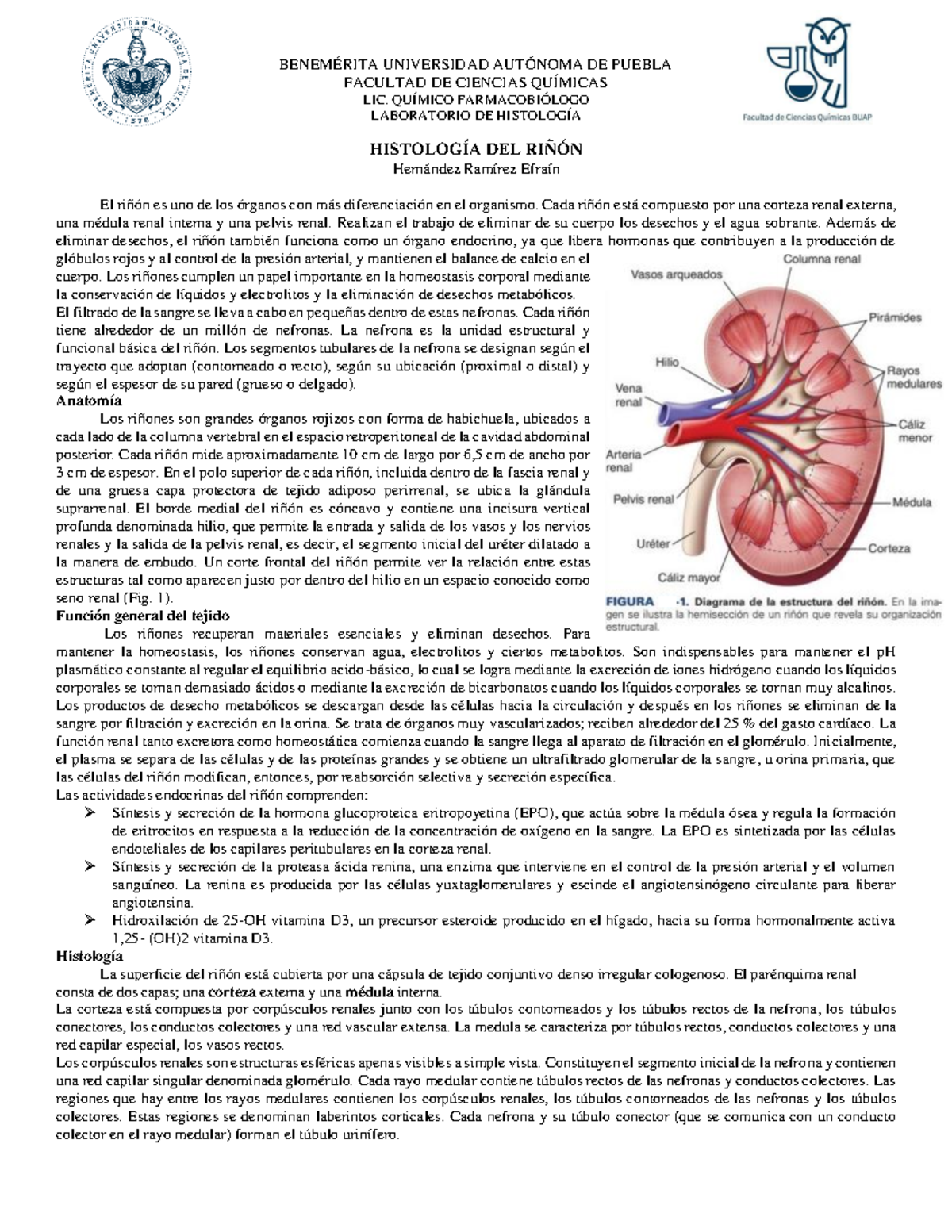 I01 Ficha histológica de riñón - BENEMÉRITA UNIVERSIDAD AUTÓNOMA DE ...