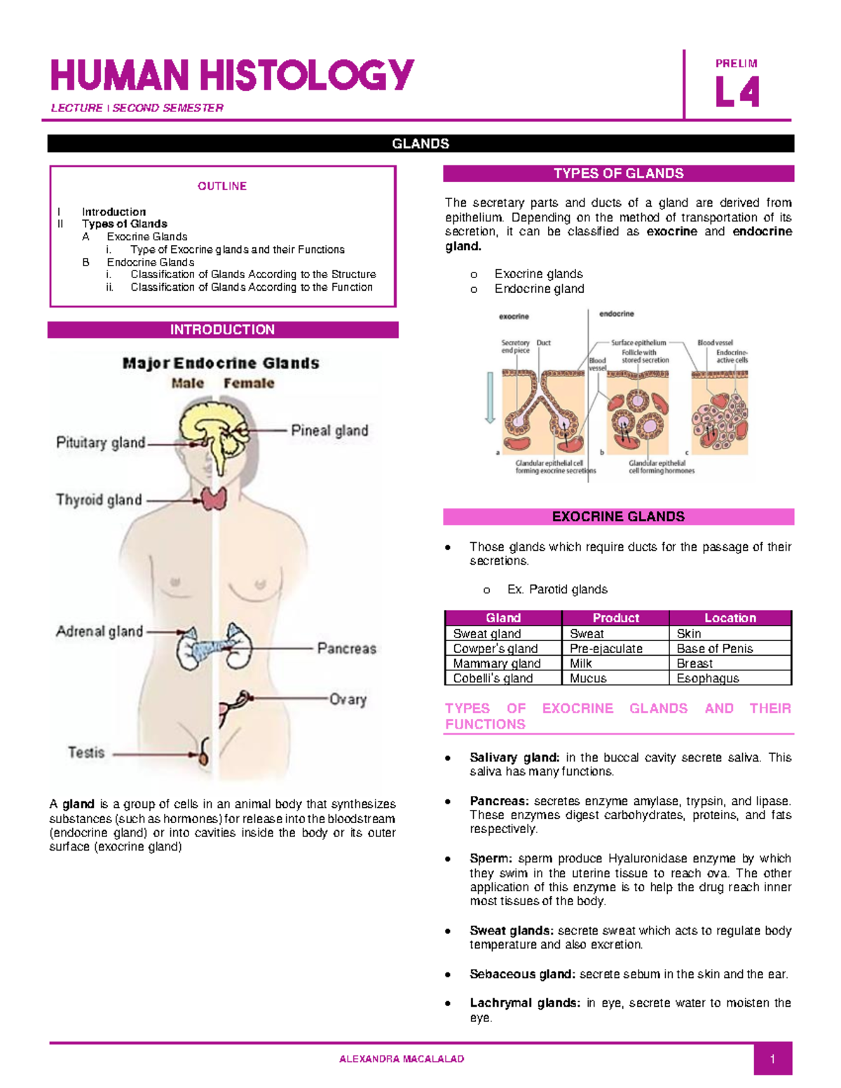 4 Glands Endocrine System Lecture Second Semester Prelim L Human