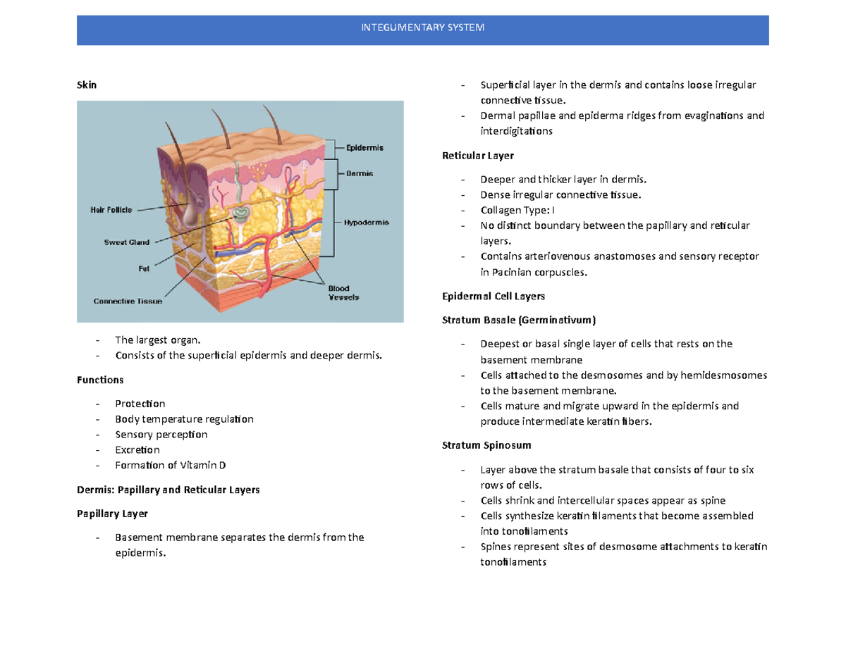 Integumentary System - From Atlas of Histology by diFiore's ...