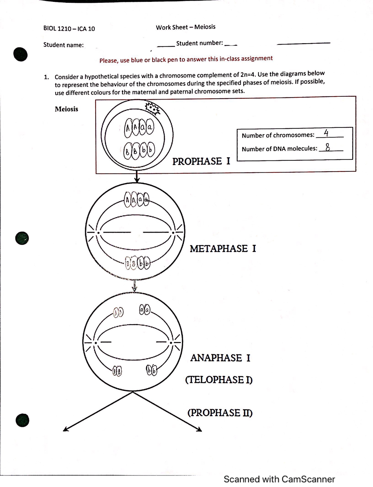 Biol 1210- Meiosis Worksheet - BIOL 1210 - Studocu