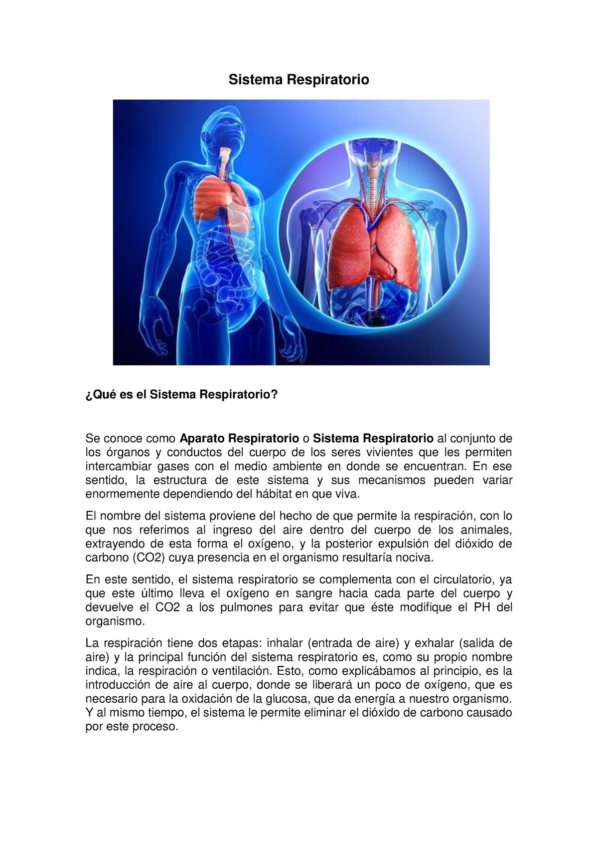 Resumen Sistema Respiratorio - Sistema Respiratorio ¿Qué Es El Sistema ...