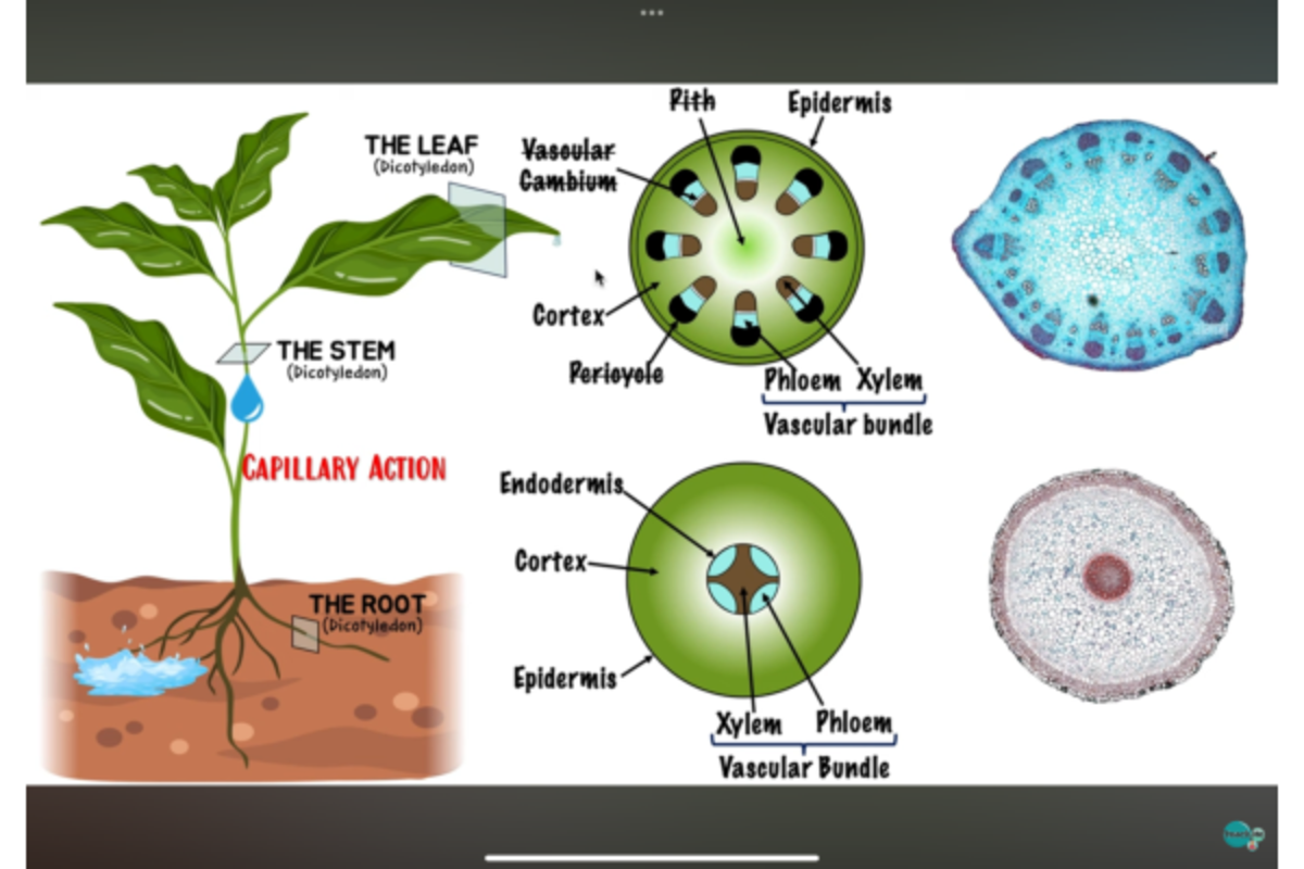 Xylem and phloem - IB NOTES - Rith Epidermis THE LEAF Vasoular ...