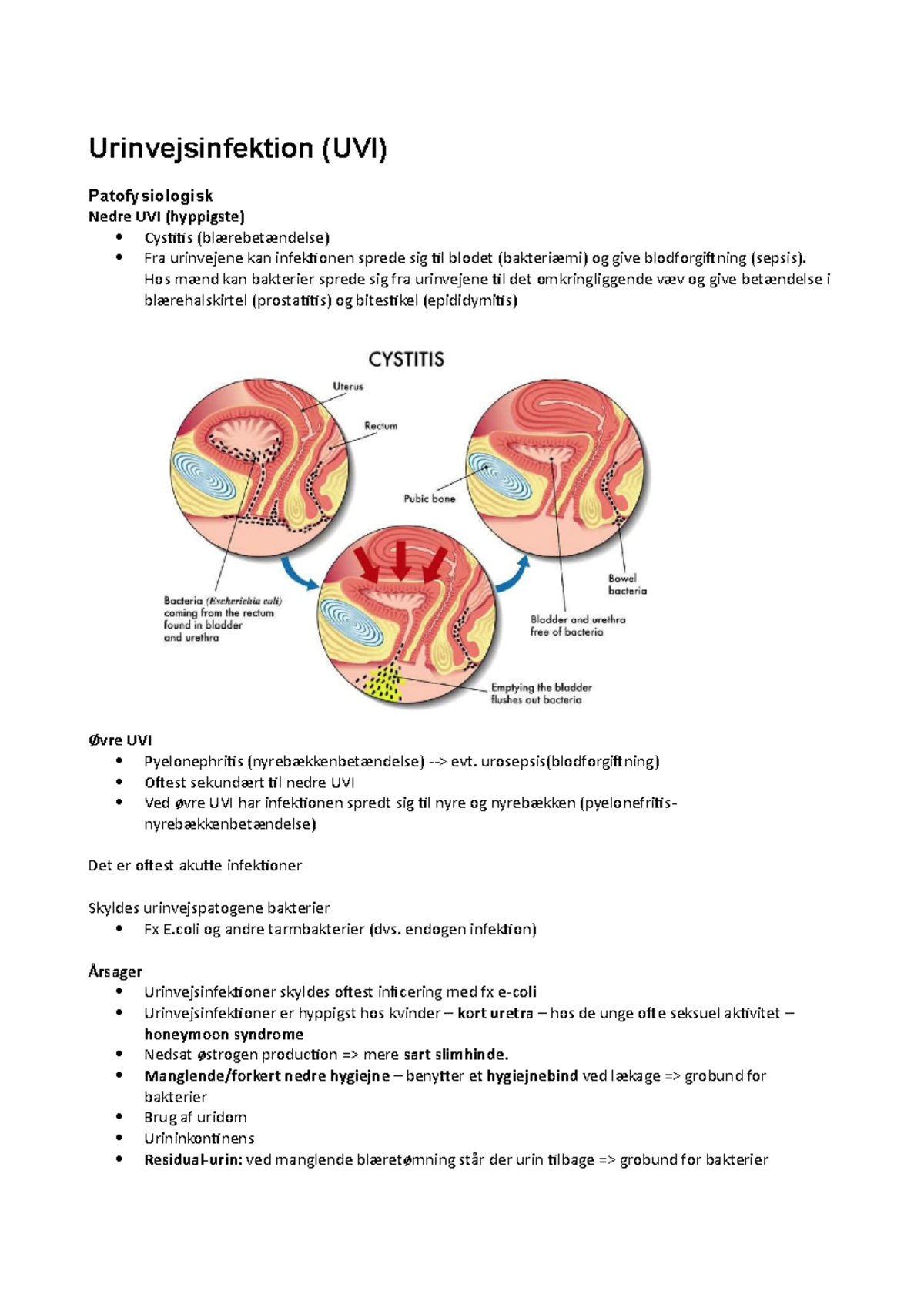 Urinvejsinfektion - Eksamen 1. Semester - Urinvejsinfektion (UVI ...