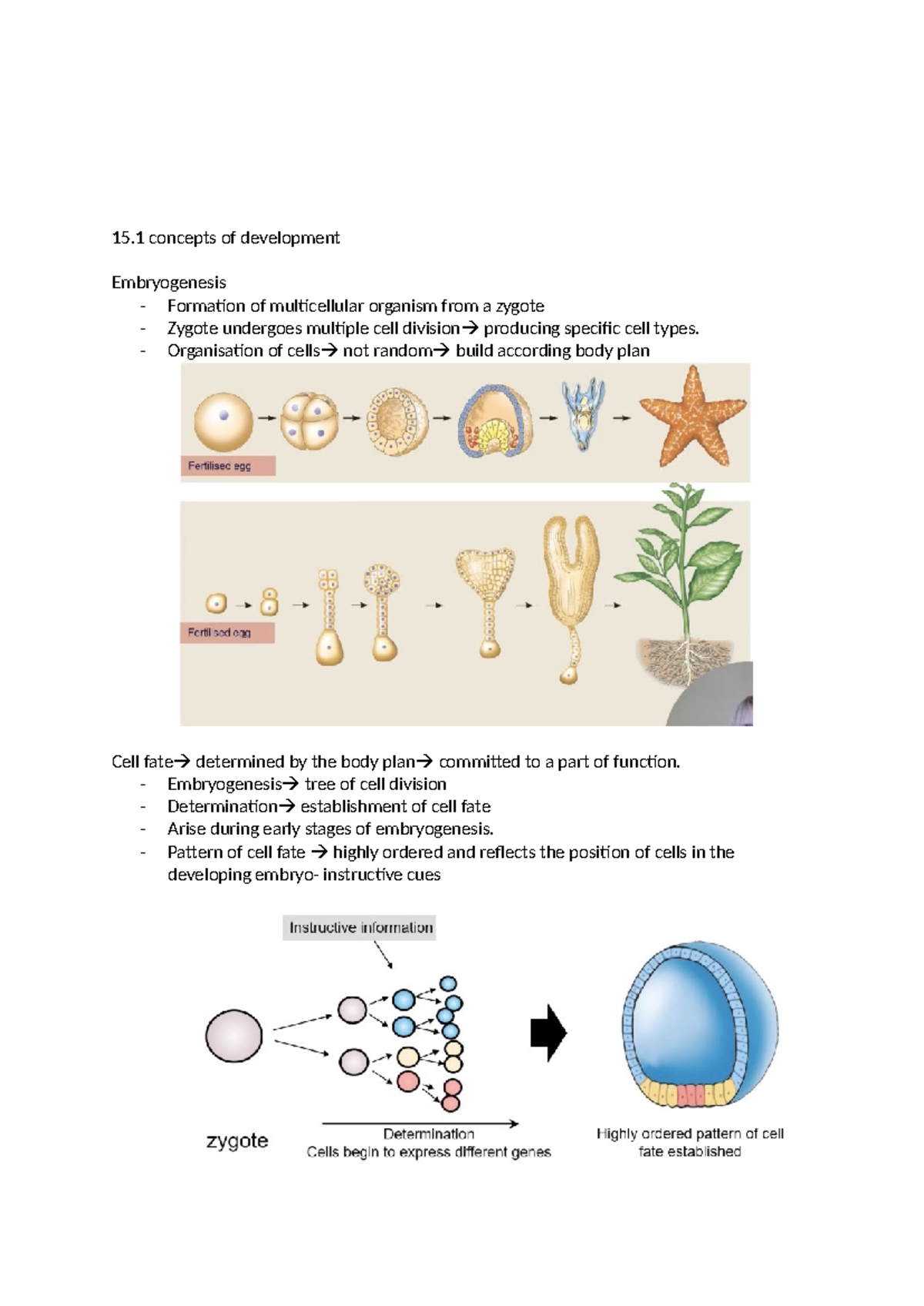 Bio mnotes week 8-12 - 15 concepts of development Embryogenesis ...