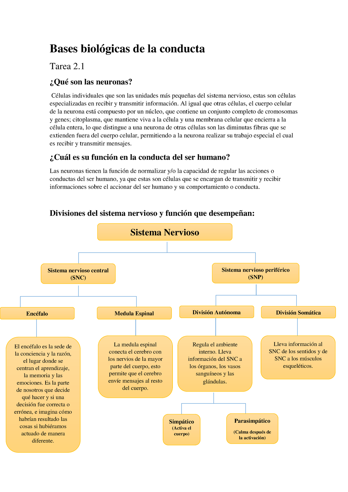 Bases Biológicas De La Conducta 2 - ¿Qué Son Las Neuronas? Células ...