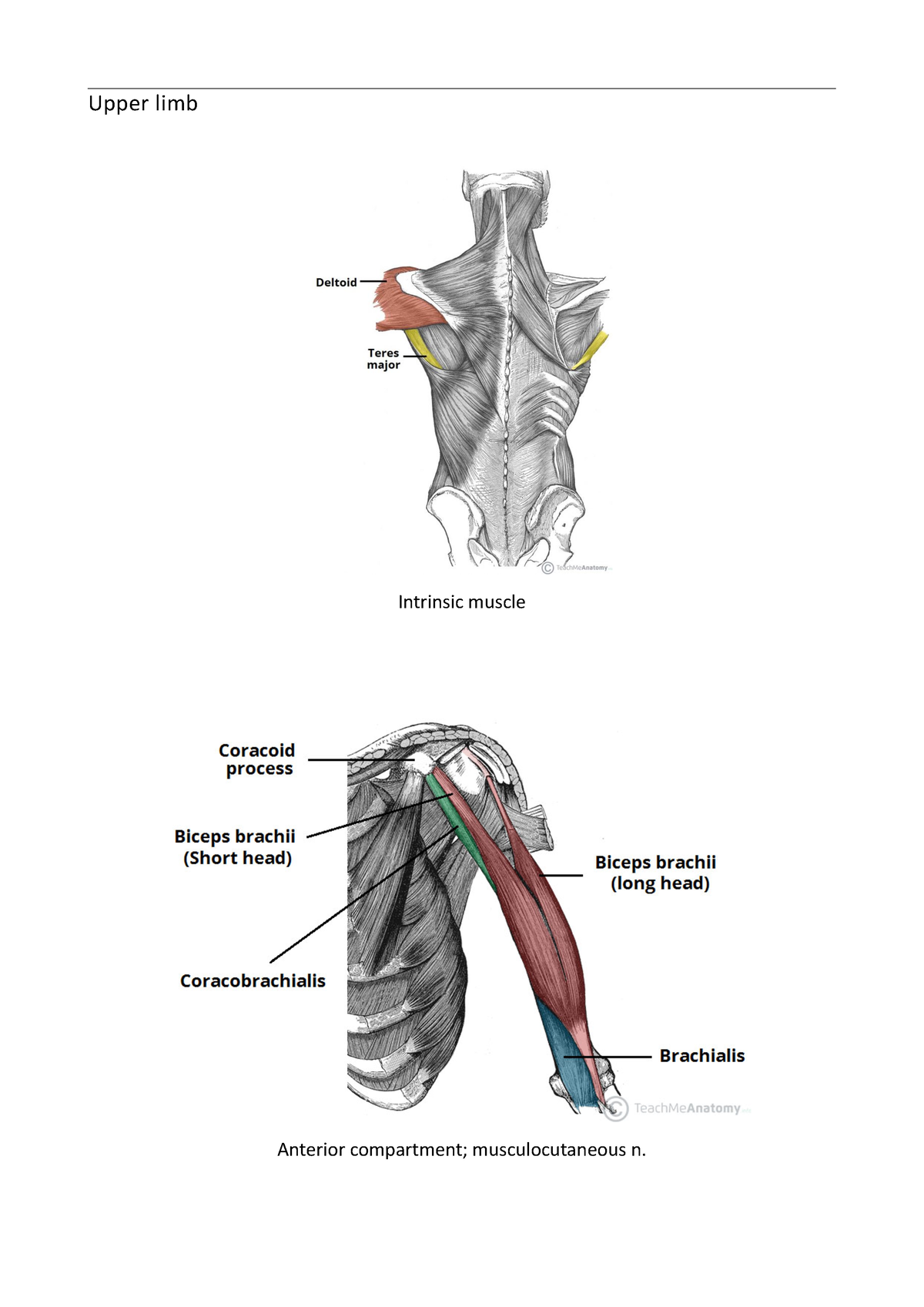 MSK - MSK - Upper limb Intrinsic muscle Anterior compartment