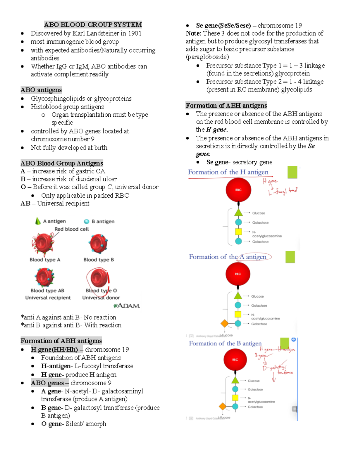 Blood BANK MTAP1 - Lecture Notes - ABO BLOOD GROUP SYSTEM Discovered By ...