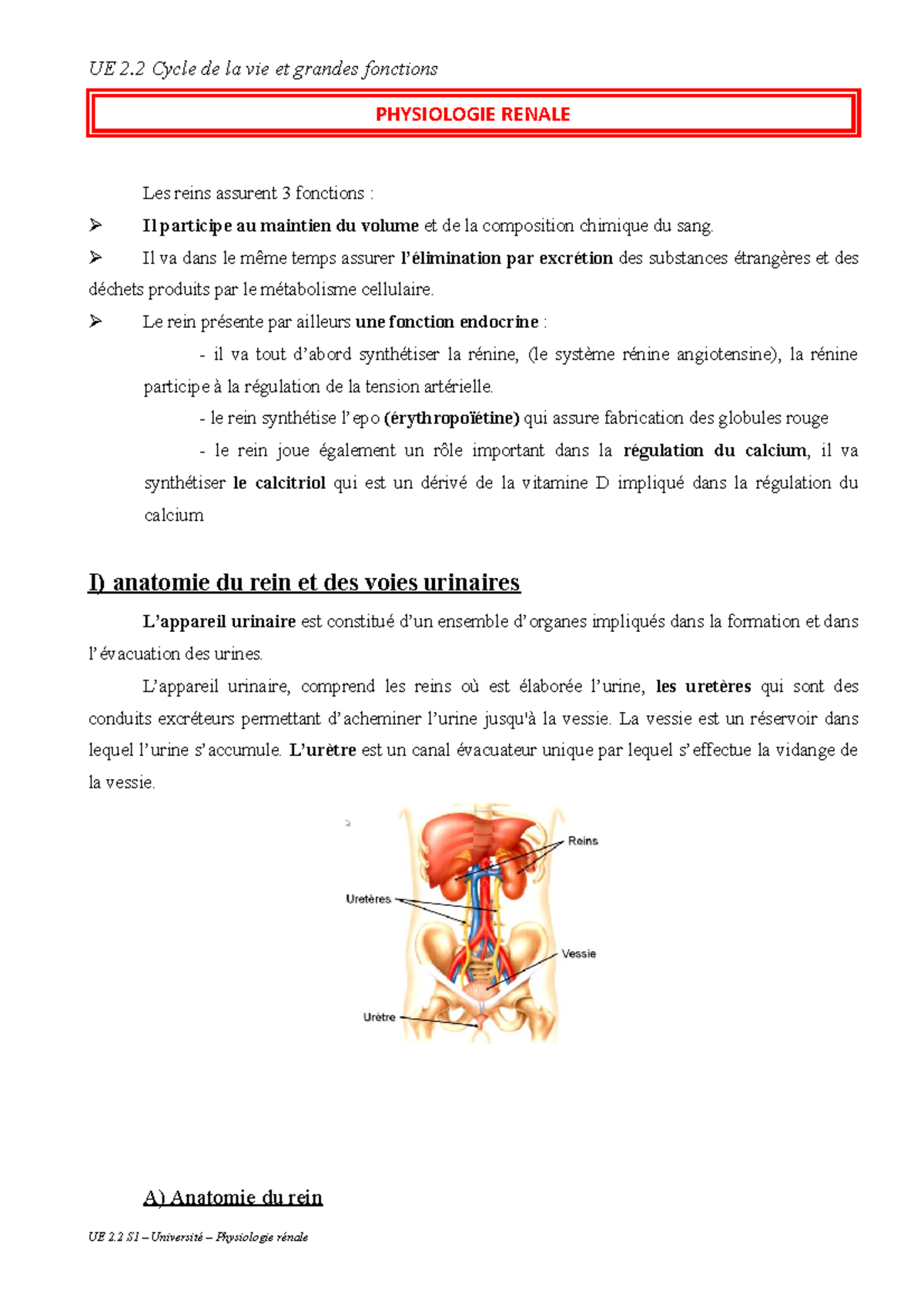 Physiologie Rénale - UE 2 Cycle De La Vie Et Grandes Fonctions ...