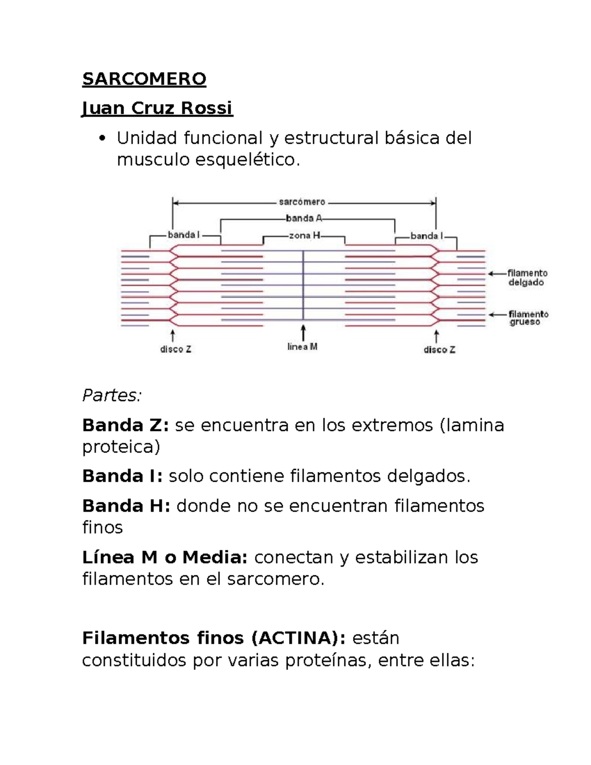 Contraccion-sarcomero - SARCOMERO Juan Cruz Rossi Unidad funcional y ...