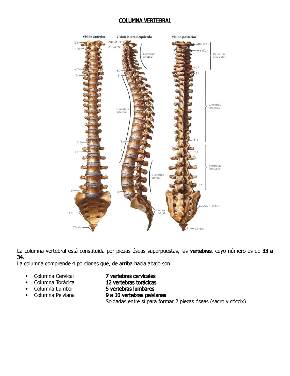 Columna Vertebral - Apuntes - COLUMNA VERTEBRAL La Columna Vertebral ...