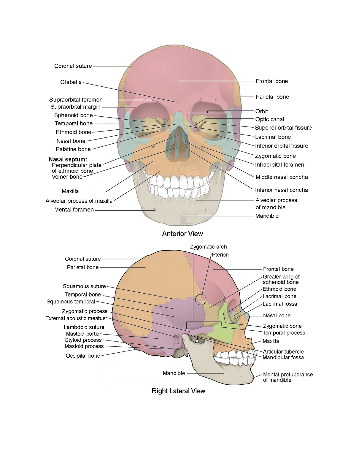 Bones to know for Bellringer - Cartilaginous Joints are joints in which ...