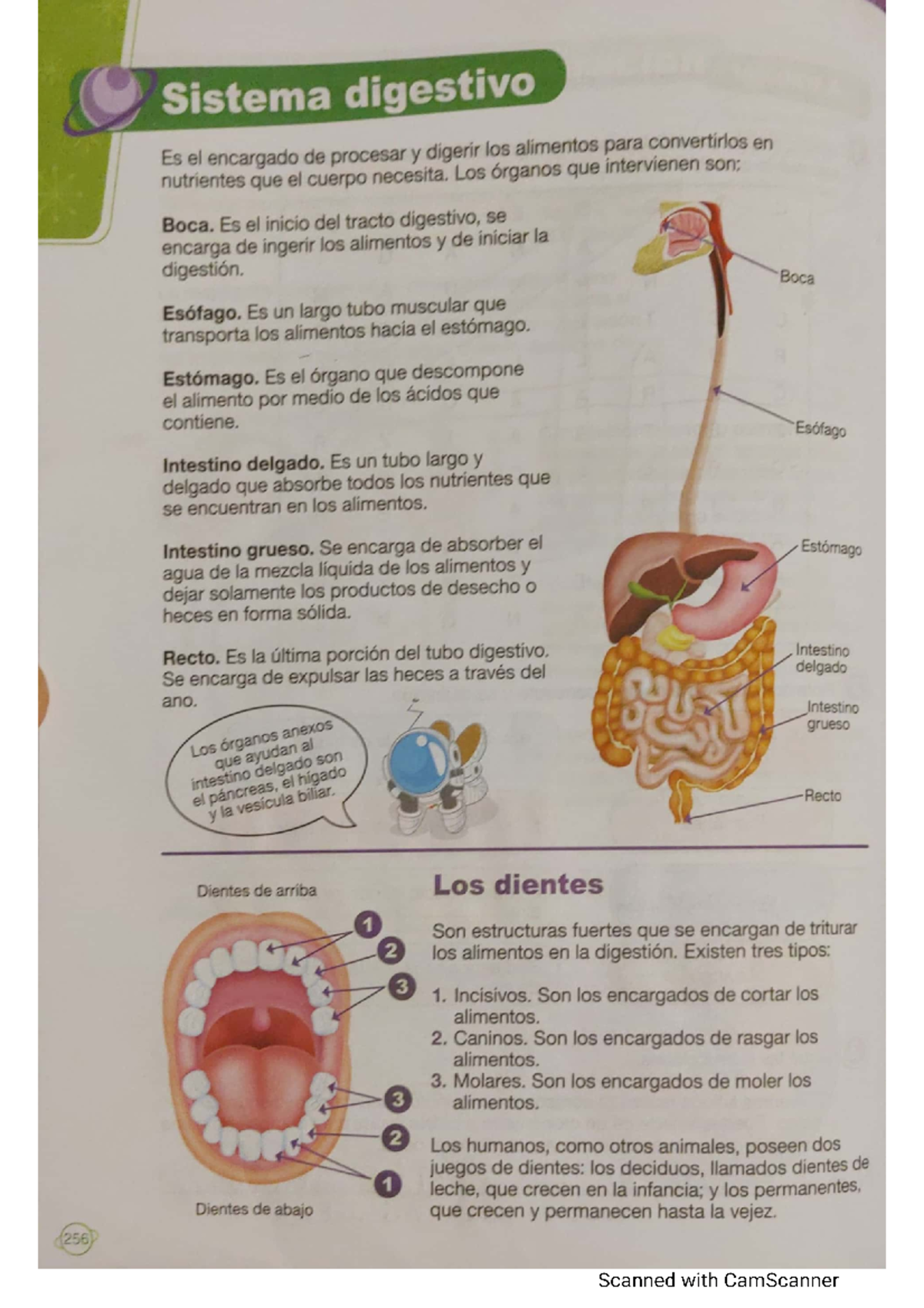 Sistema Digestivo Anatomía Humana Studocu