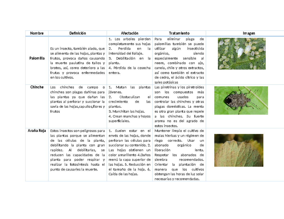 Tarea Insectos - Nombre Definición Afectación Tratamiento Imagen ...