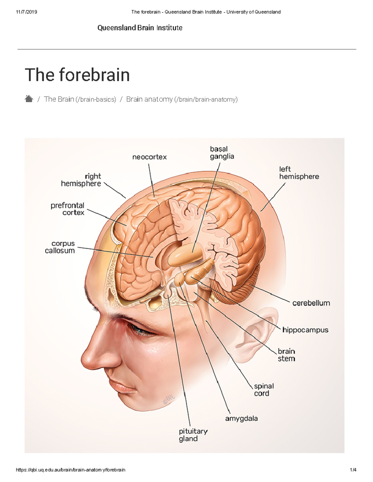 The forebrain - Cerebrum and the cerebral cortex When you picture the ...