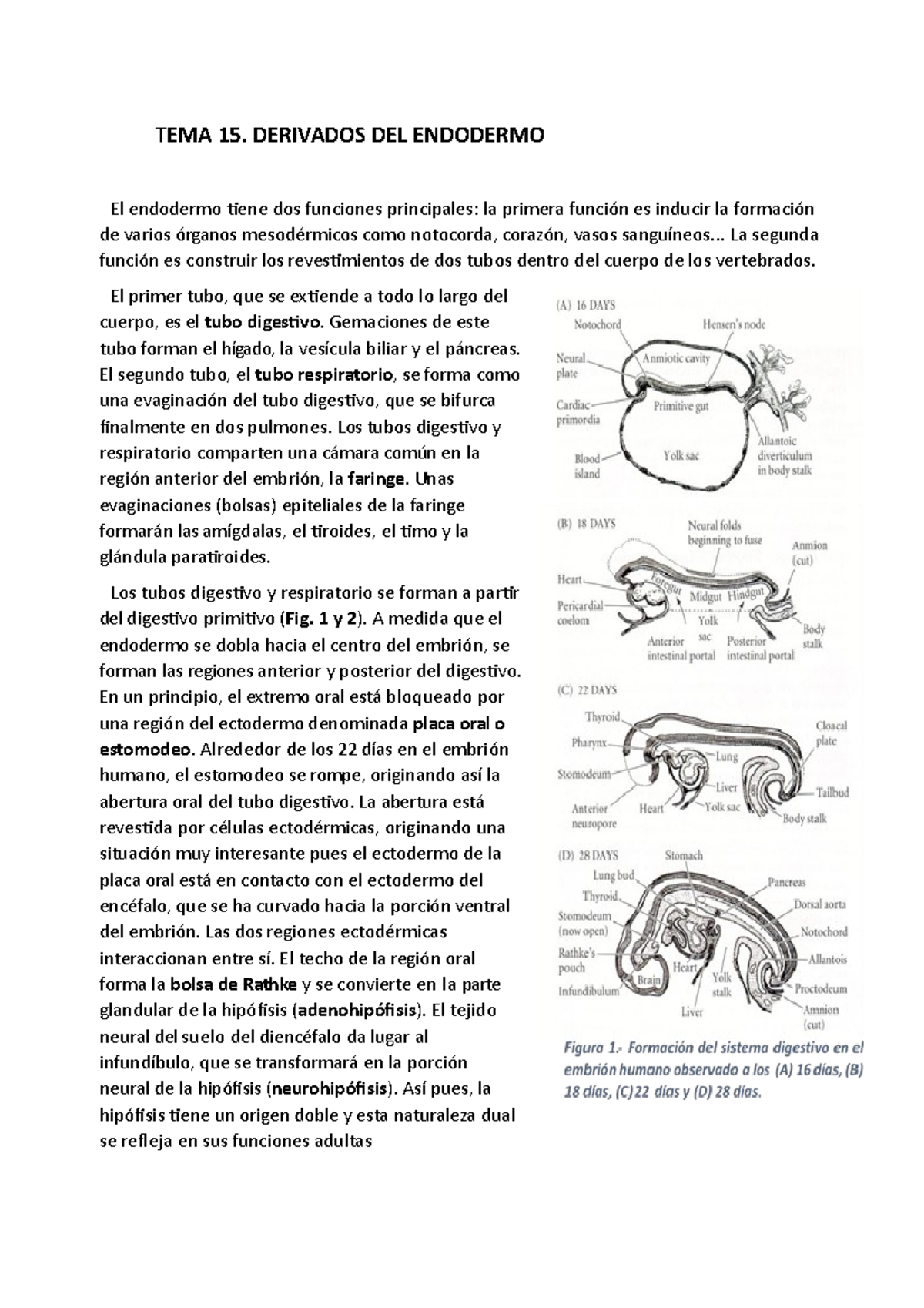 Lección Tema 15 - T EMA 15. DERIVADOS DEL ENDODERMO El endodermo tiene ...