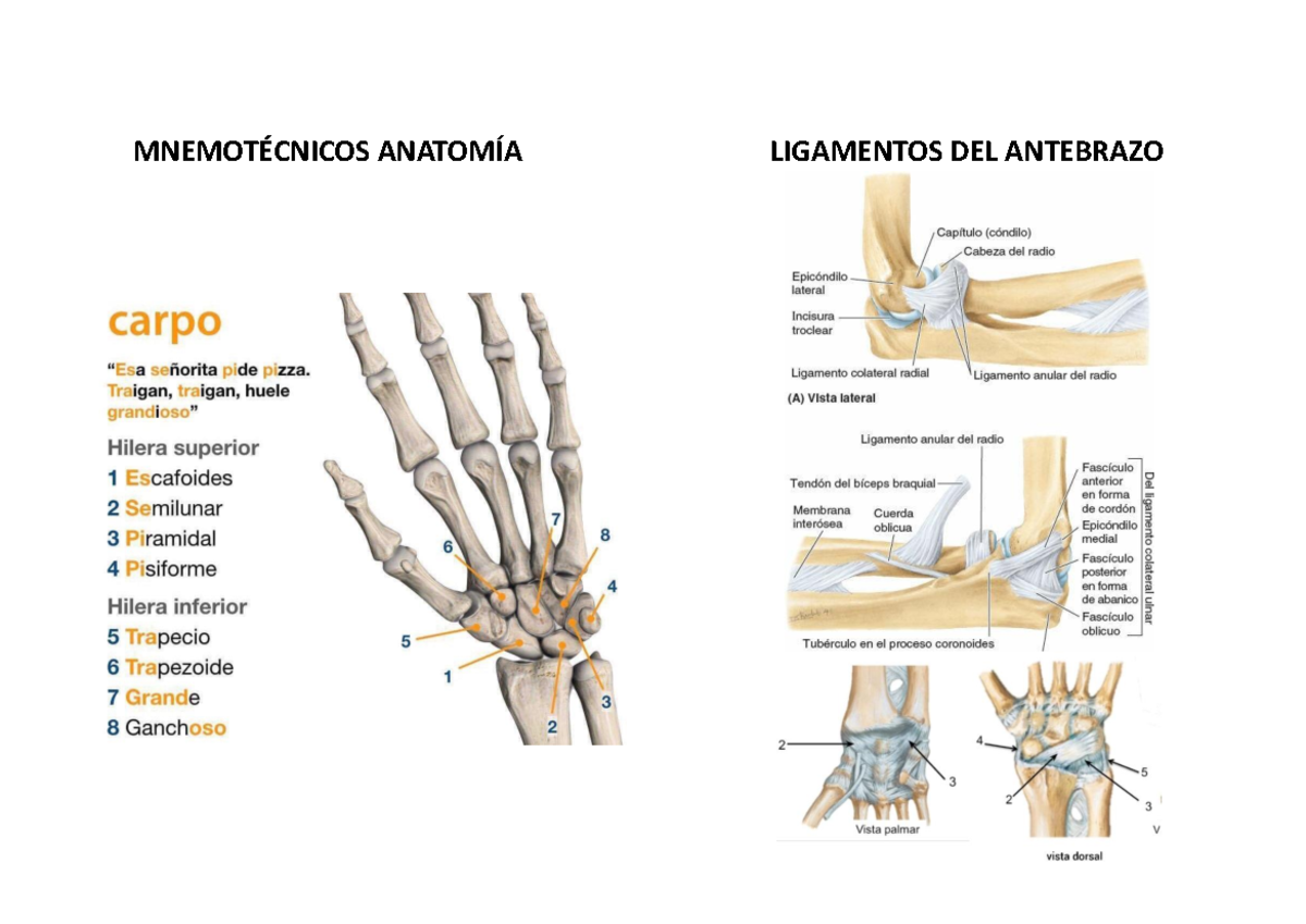 Antebrazo - Cuadro Del Brazo - MNEMOTÉCNICOS ANATOMÍA LIGAMENTOS DEL ...