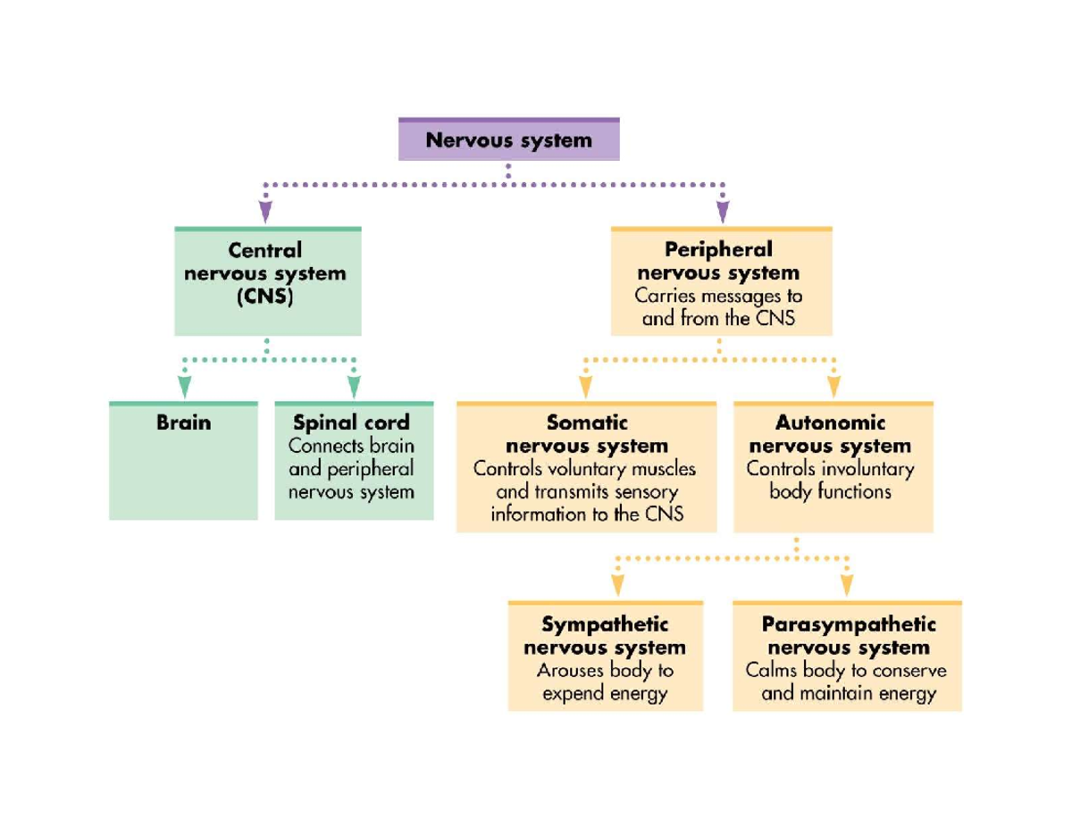 Neurodevelopment - What type of cell myelinates axons in the spinal ...