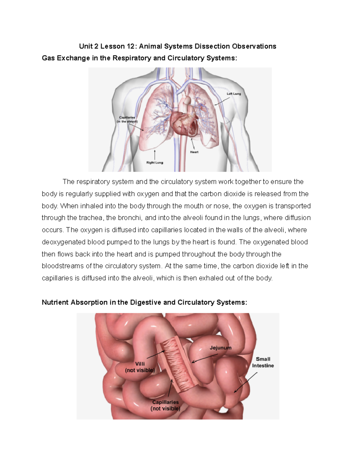 Unit 2 Lesson 12 Animal Systems Dissection Observations - Unit 2 Lesson ...