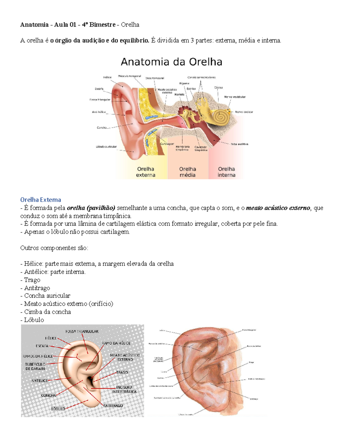 Aula 01 - Orelha - Resumo Anatomia Humana - Anatomia - Aula 01 - 4º ...