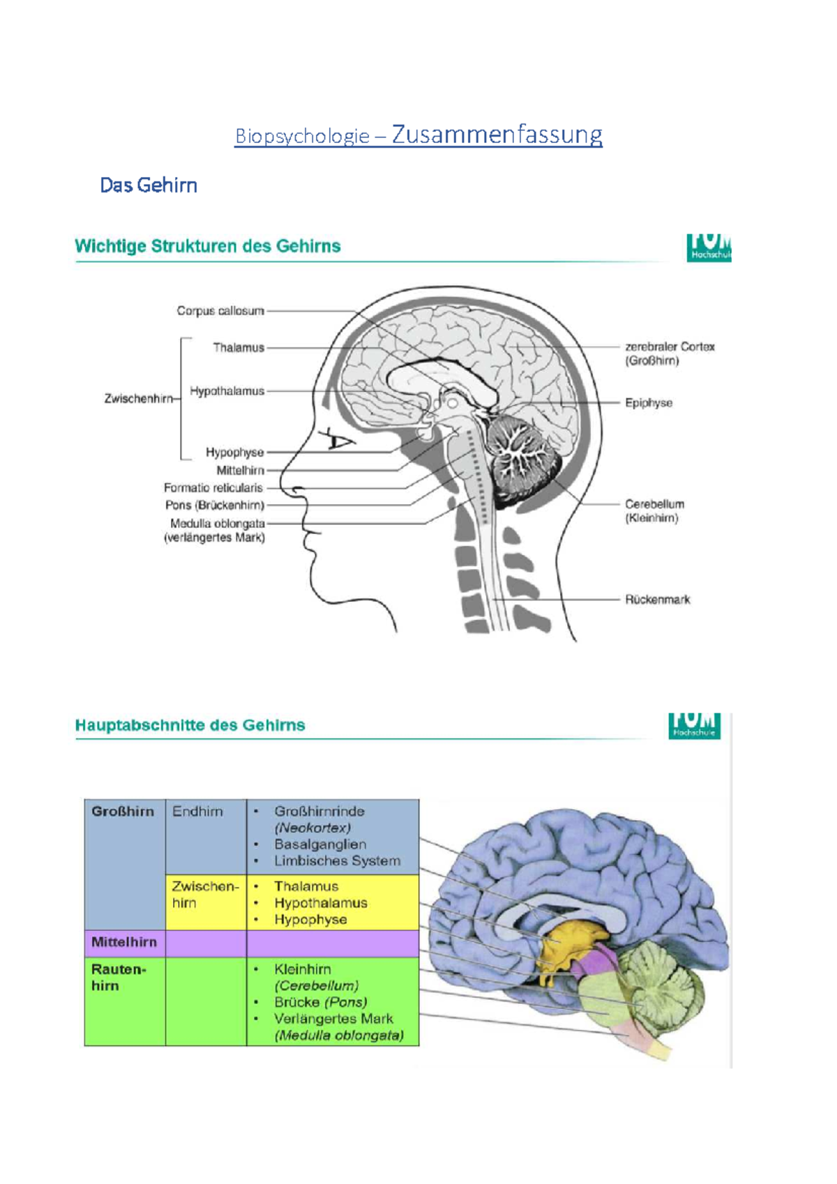 Biopsychologie Zusammenfassung - Studocu
