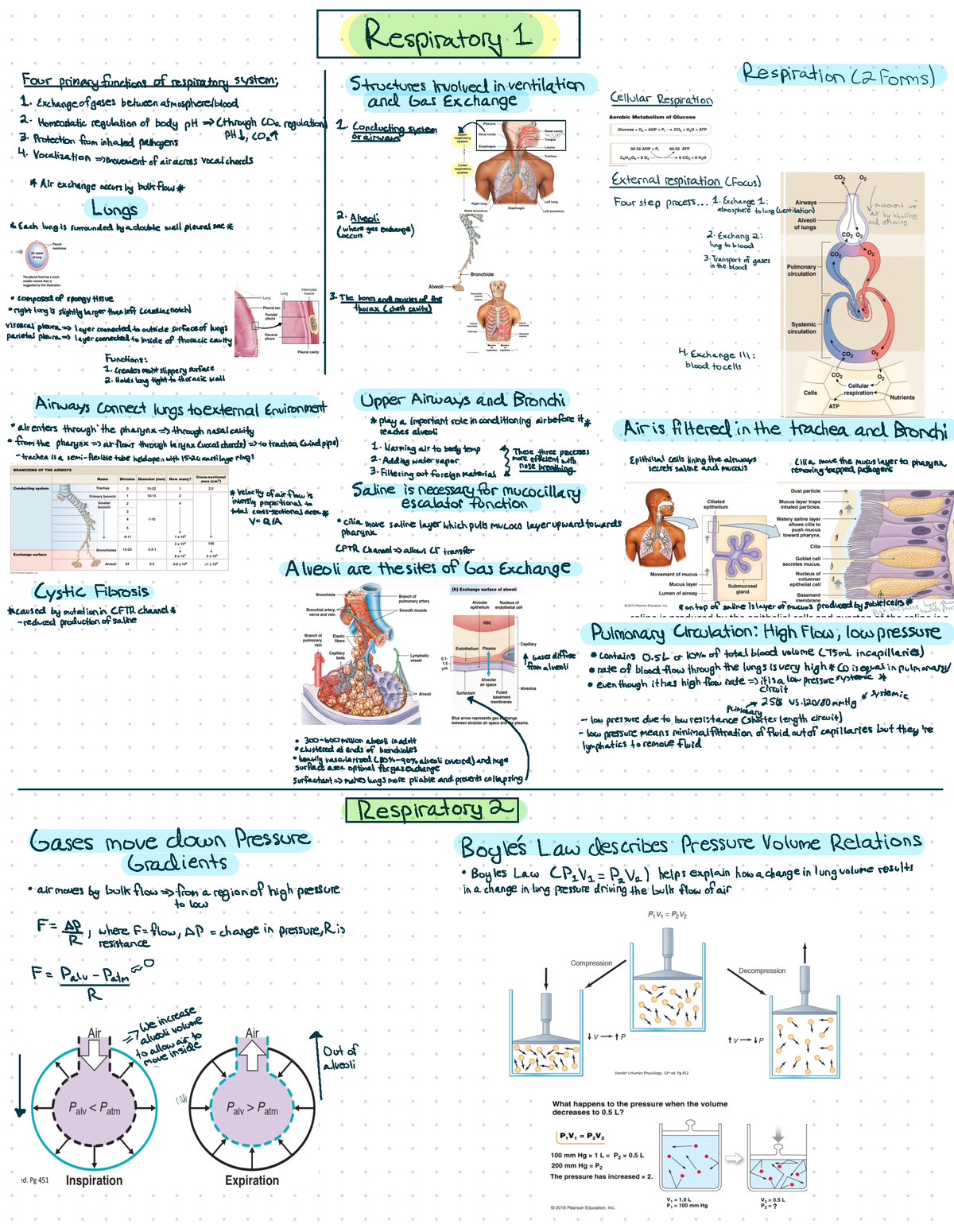 BMSC 208 Midterm Notes - 208 - Respiratory 1 ...