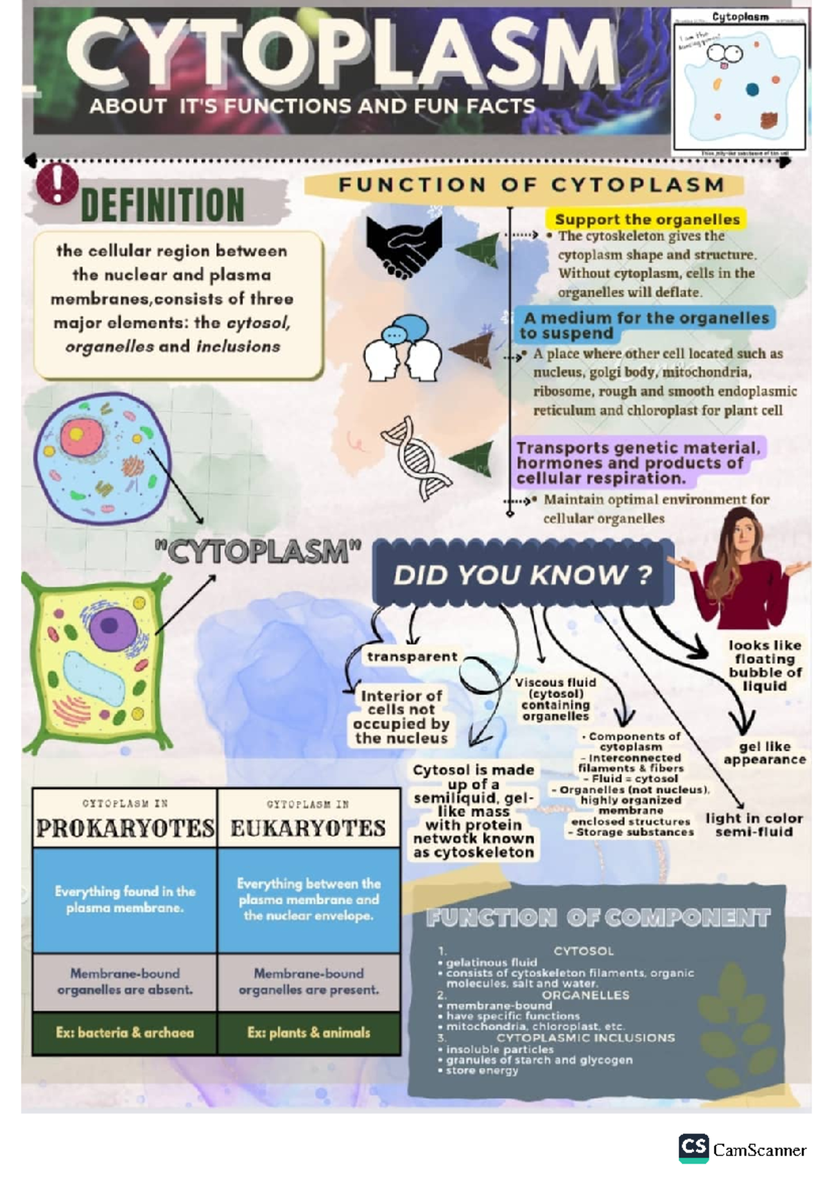 Mind map (cytoplasm) - General Anatomy & Embryology (GA & E ...