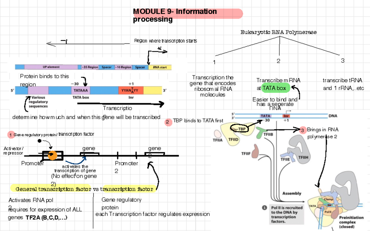 Eukaryotic RNA Polymerase and Transcription Process - Studocu