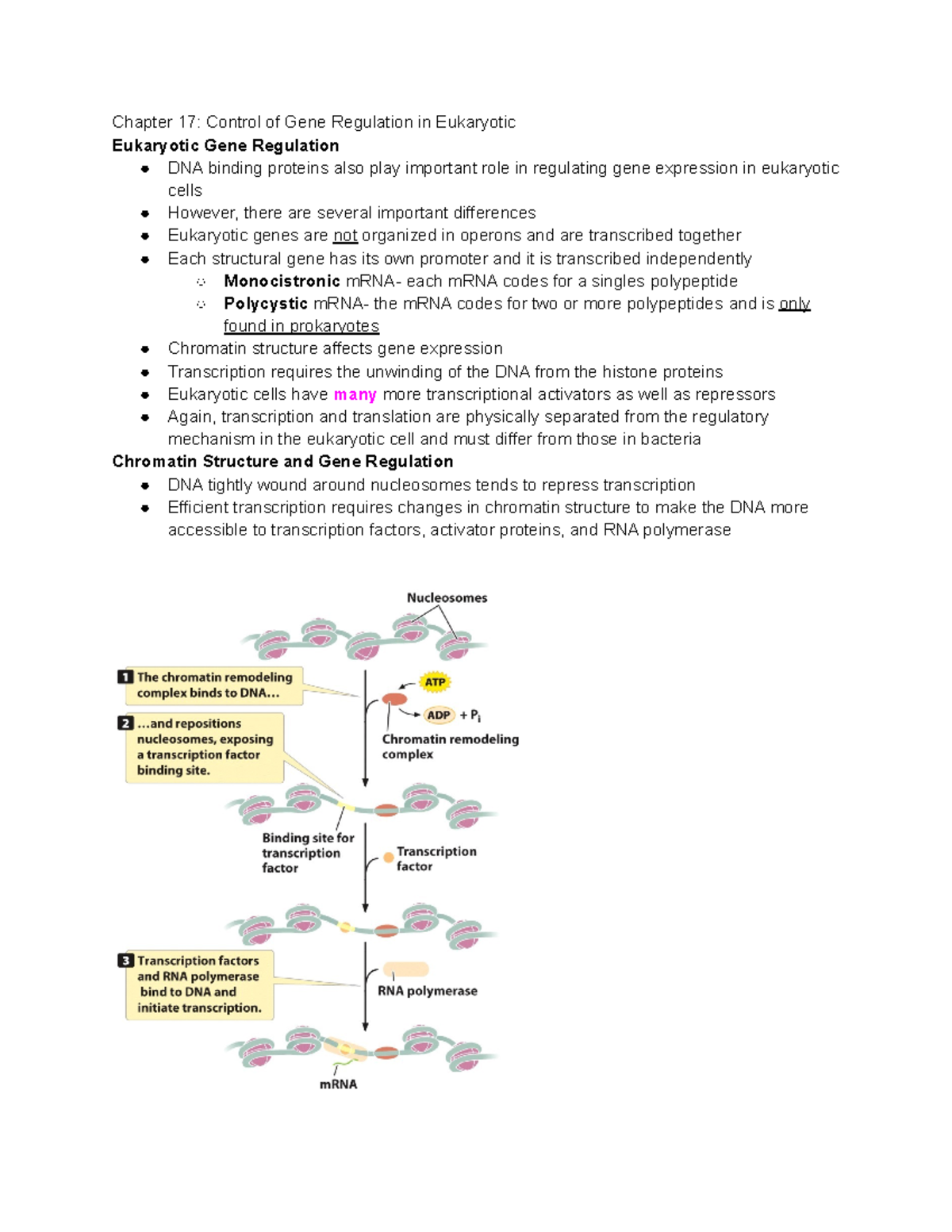 Genetics Chapter 17 Part 1 - Chapter 17: Control Of Gene Regulation In ...