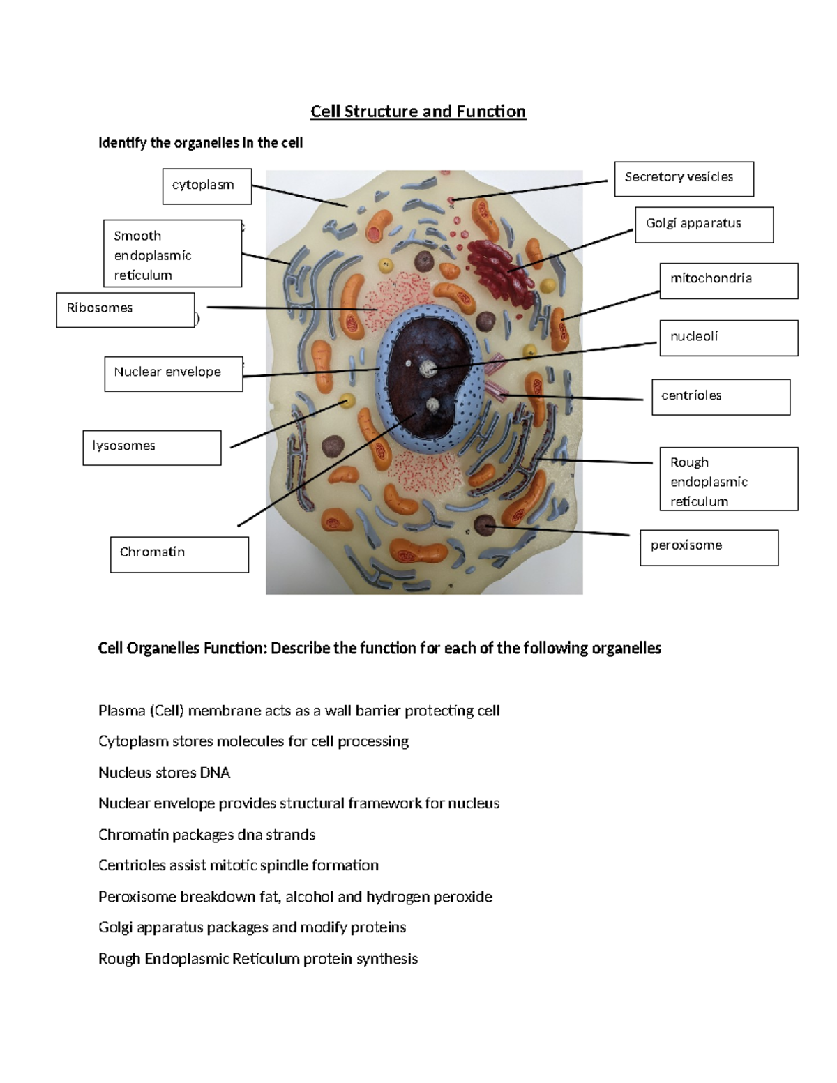 Homework 2 Cell Structure and Function Identify the organelles in the