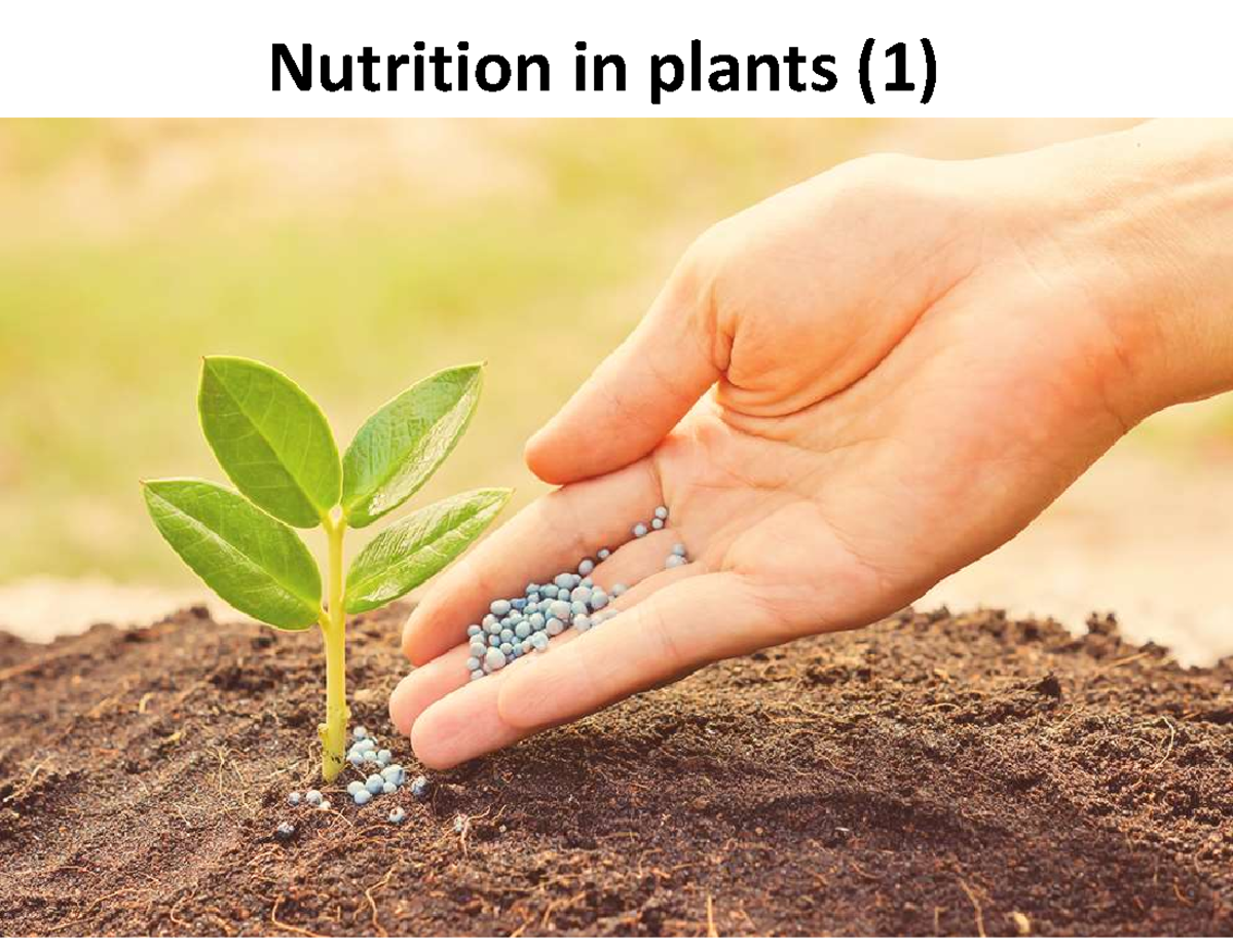 Lecture 28 - Nutrition in plants - Nutrition in plants (1) Why should ...