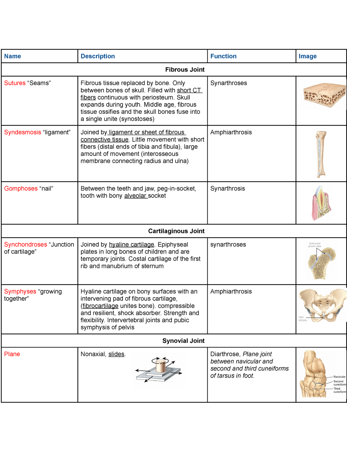Exam 1 Cheat Sheet KN 253 Human Anatomy And Physiology I.
