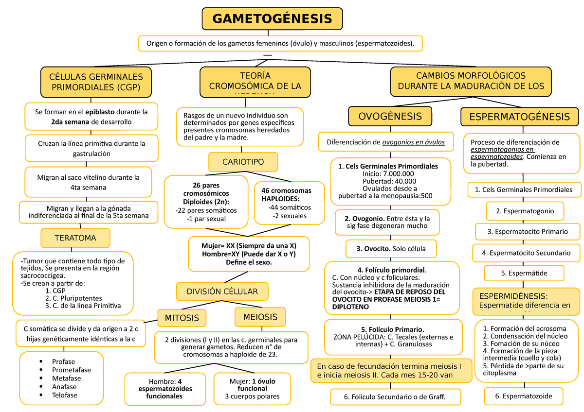 Gametogénesis: Transformación de las células germinales en gametos  masculinos y femeninos - Origen o - Studocu