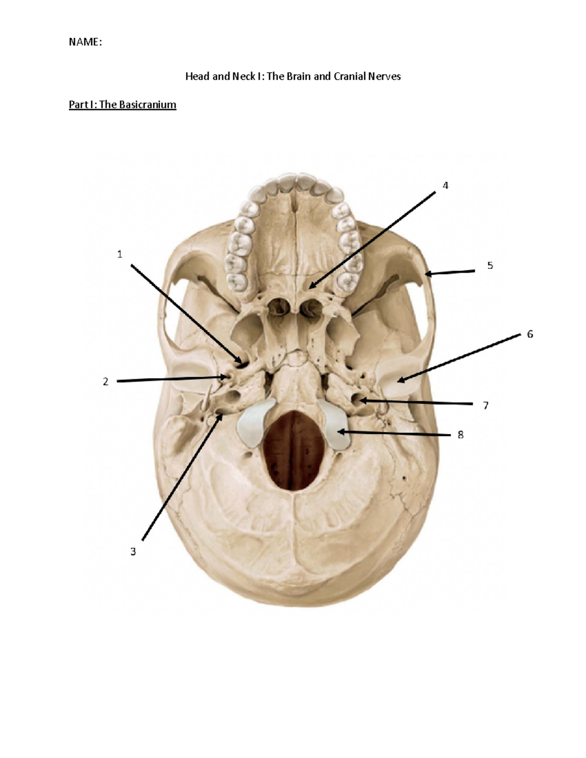 Head and Neck I - Variant B - Head and Neck I: The Brain and Cranial ...