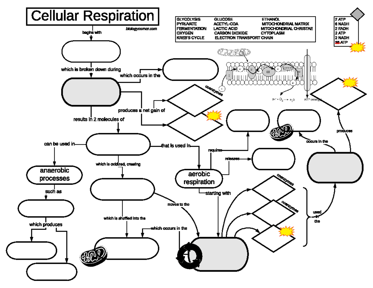 Cellular Respiration Graphic assignment - coenzymes biologycorner ...