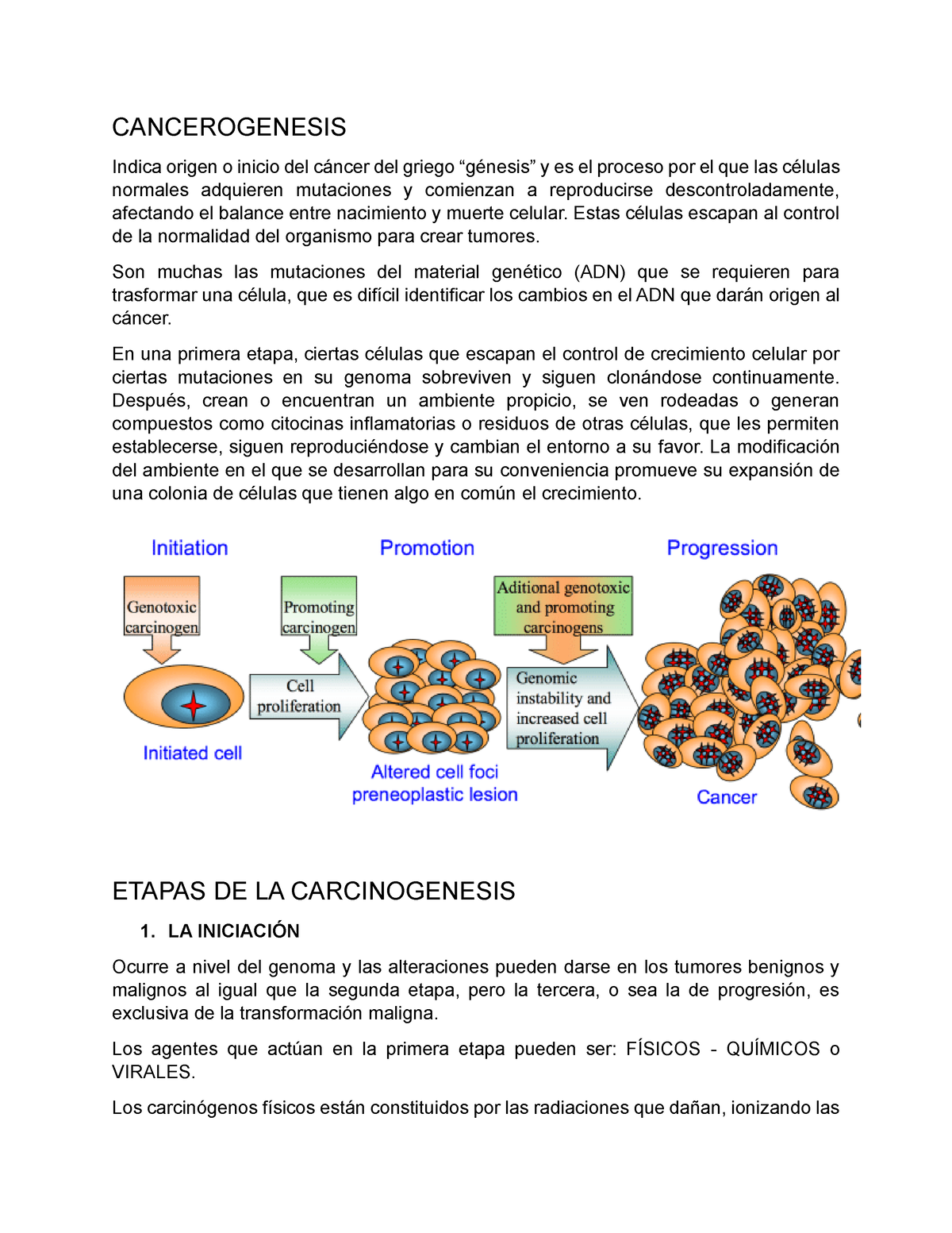 etapas de carcinogénesis