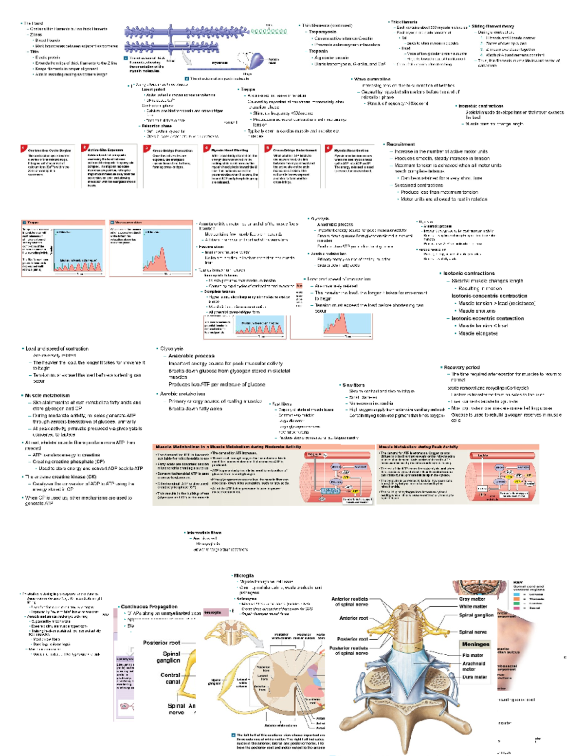 A&P1Exam3Cheat Sheet - Lecture notes for exam 3 - BIOL 2401 - Studocu
