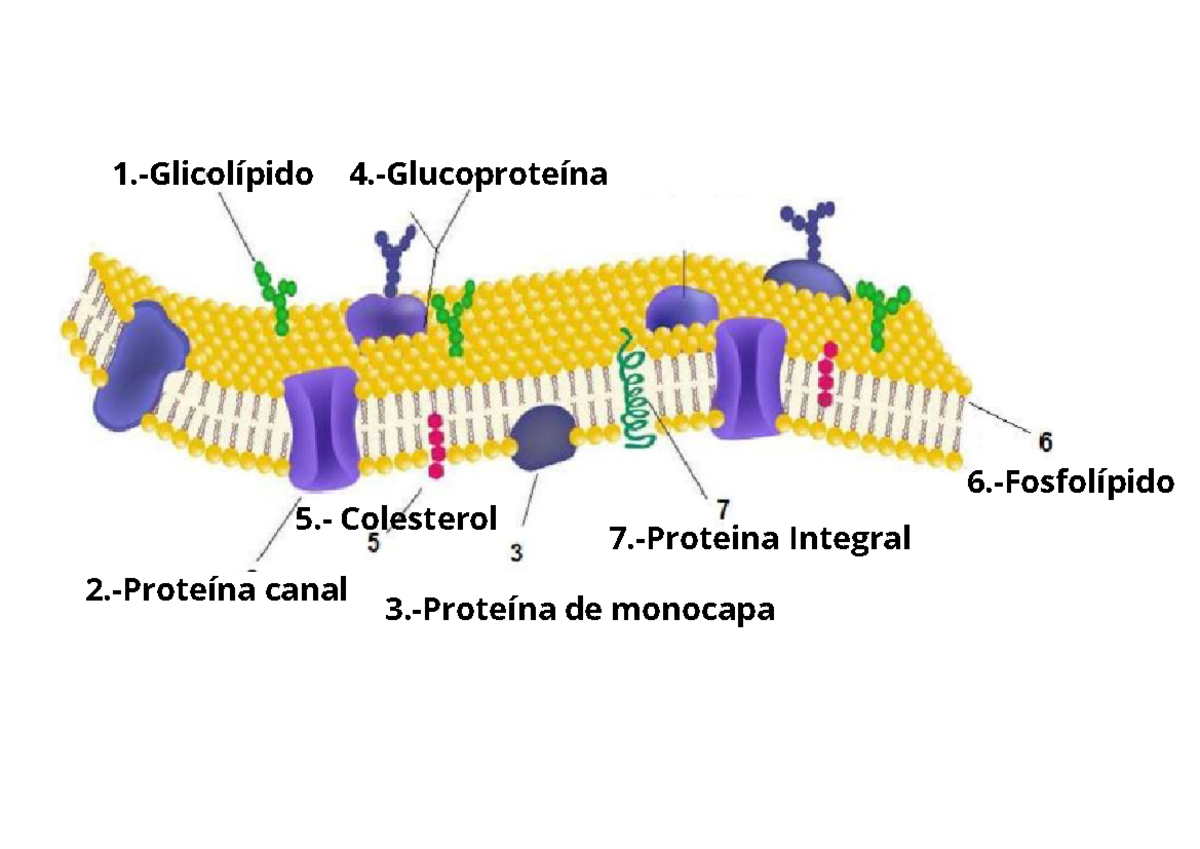 Estructurade La Membrana Celular 1 Glicolípido 2 Proteína Canal 3 Proteína De Monocapa 4271